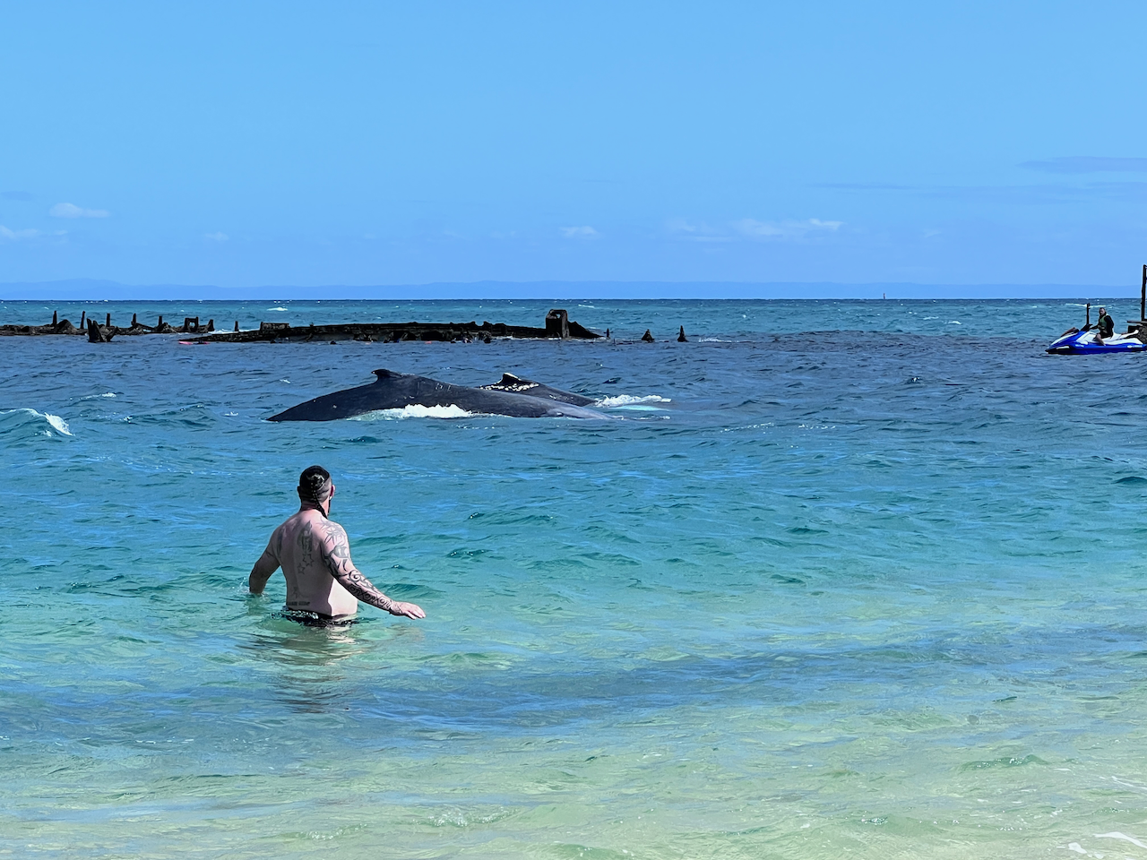 Whales at Tangalooma