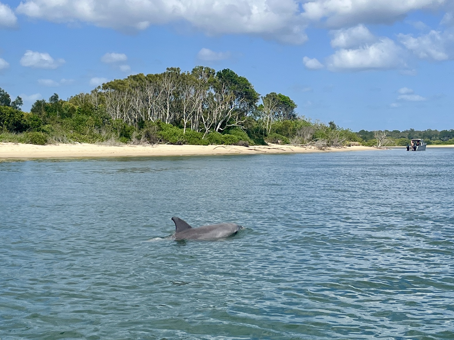 Plenty of Dolphins about