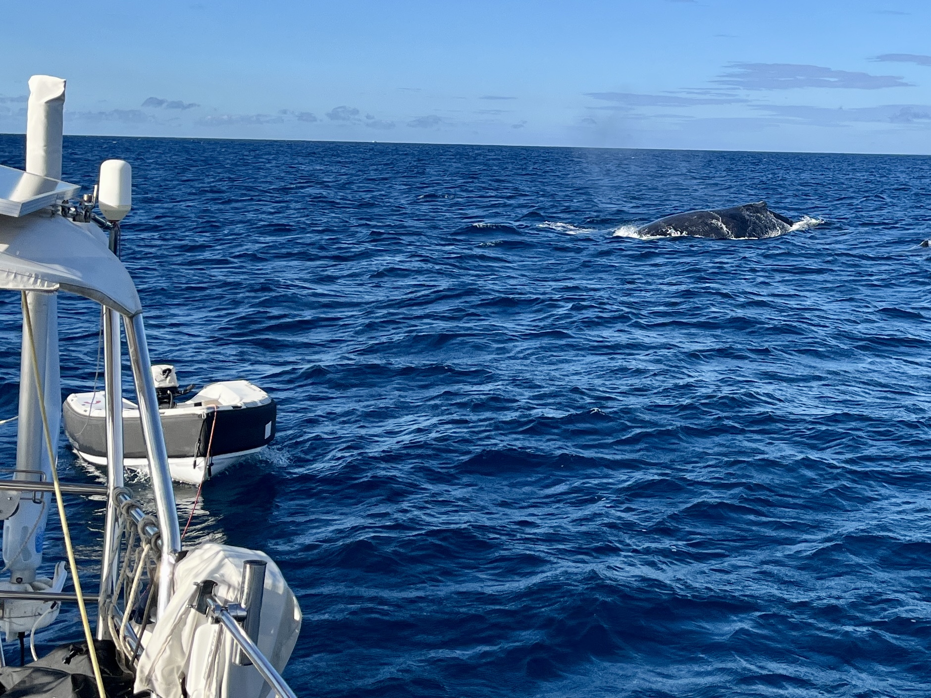 Plenty of whales about
