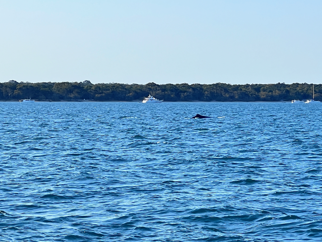 More Whales in the bay!