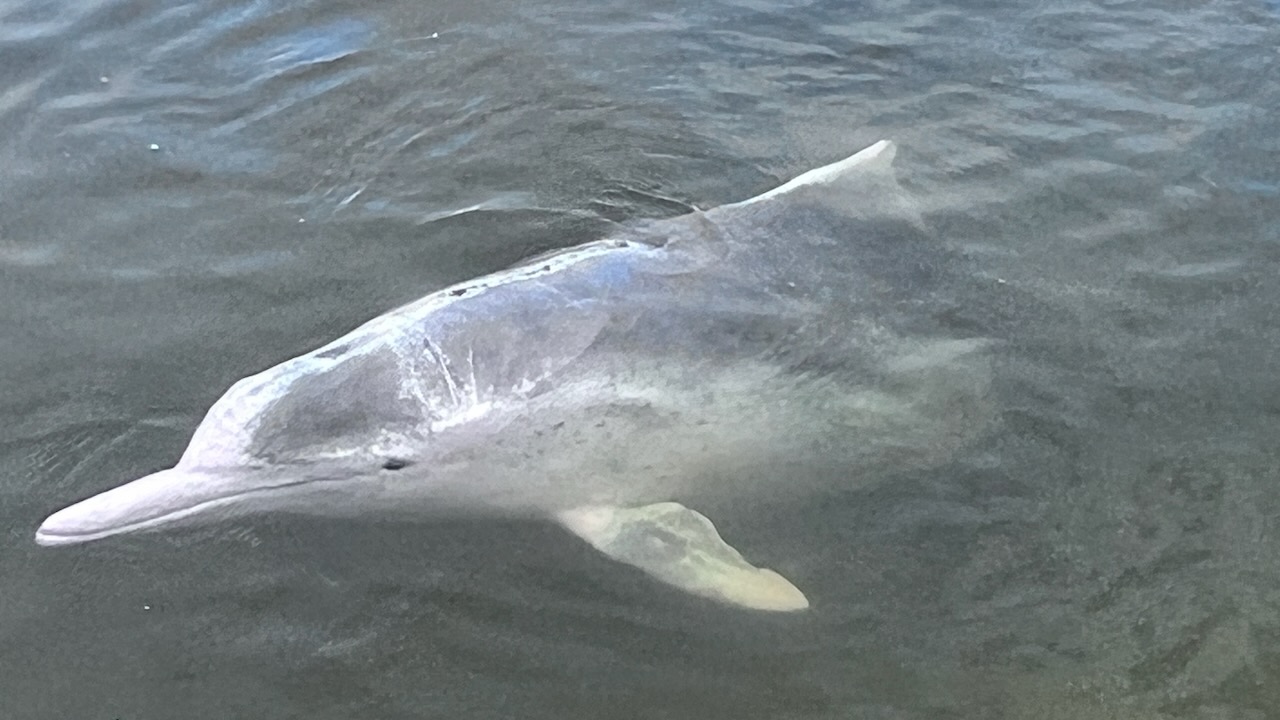 One of the dolphins that came for a feed
