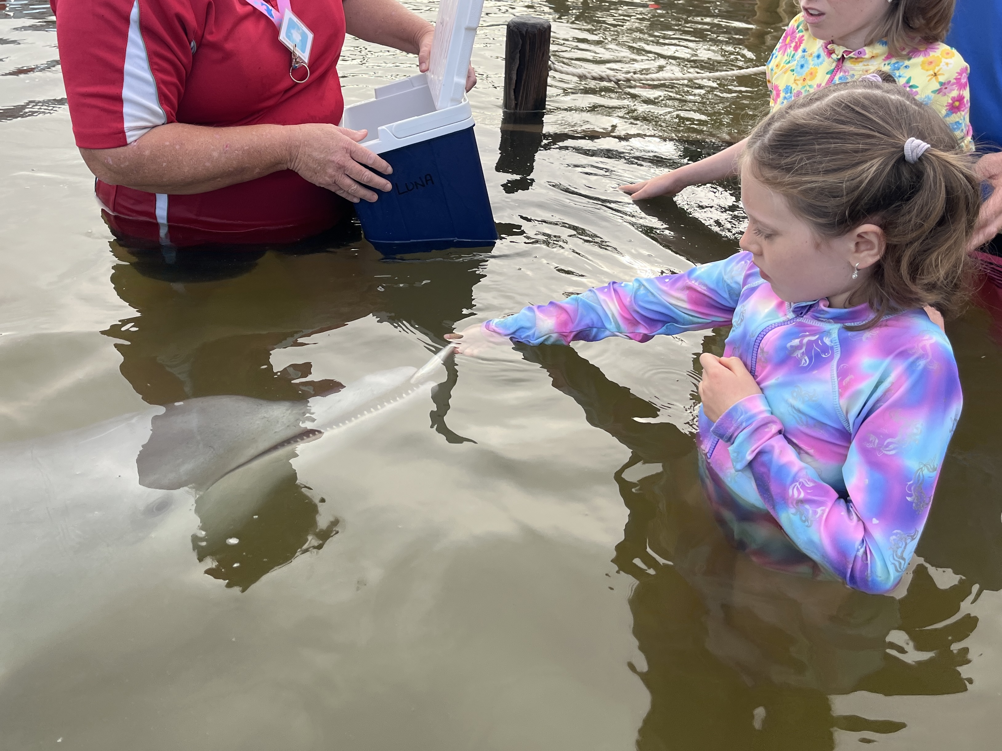 We each got 1 fish to feed the dolphin