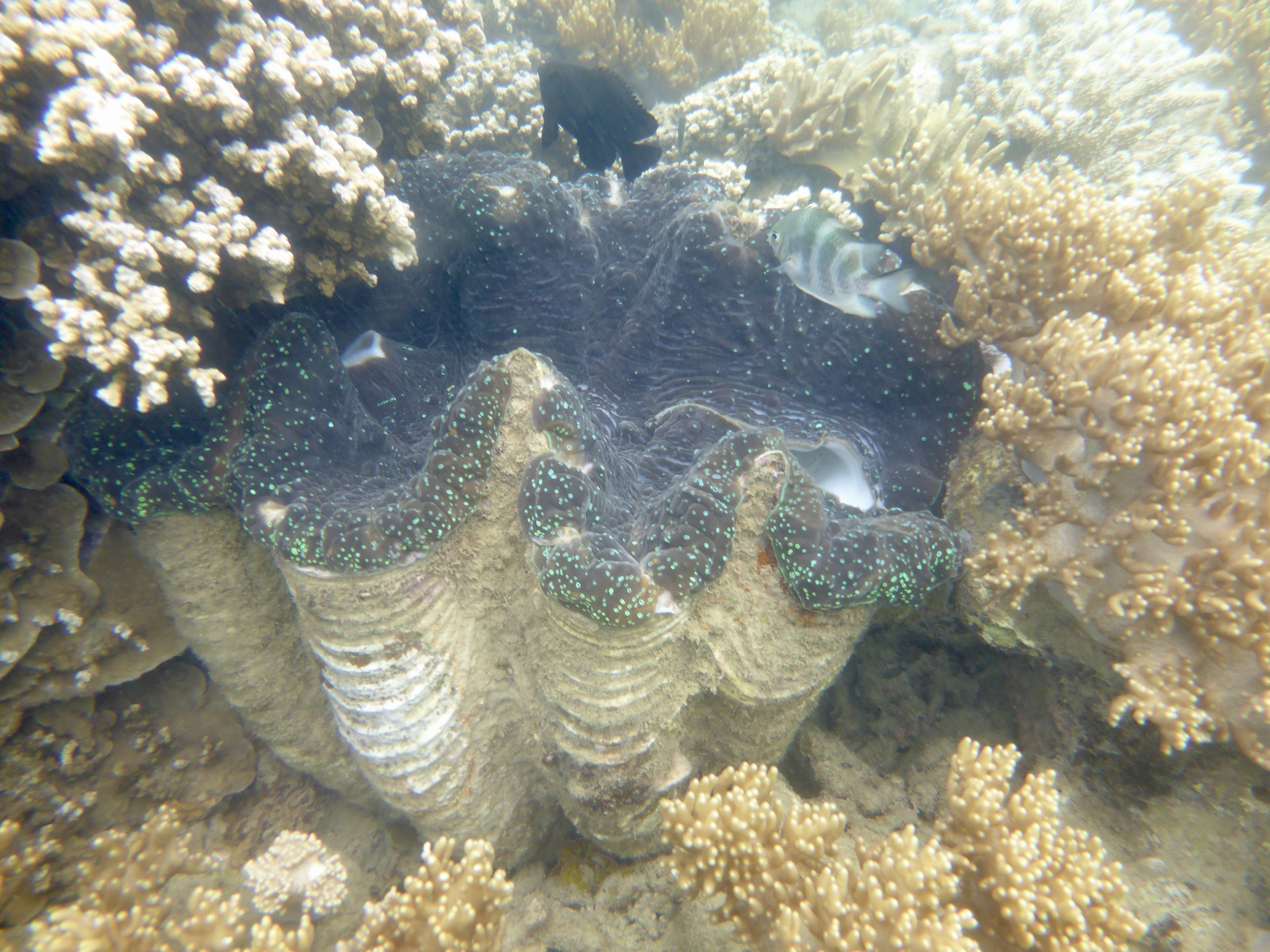 Lots of cool clams throughout the bay here