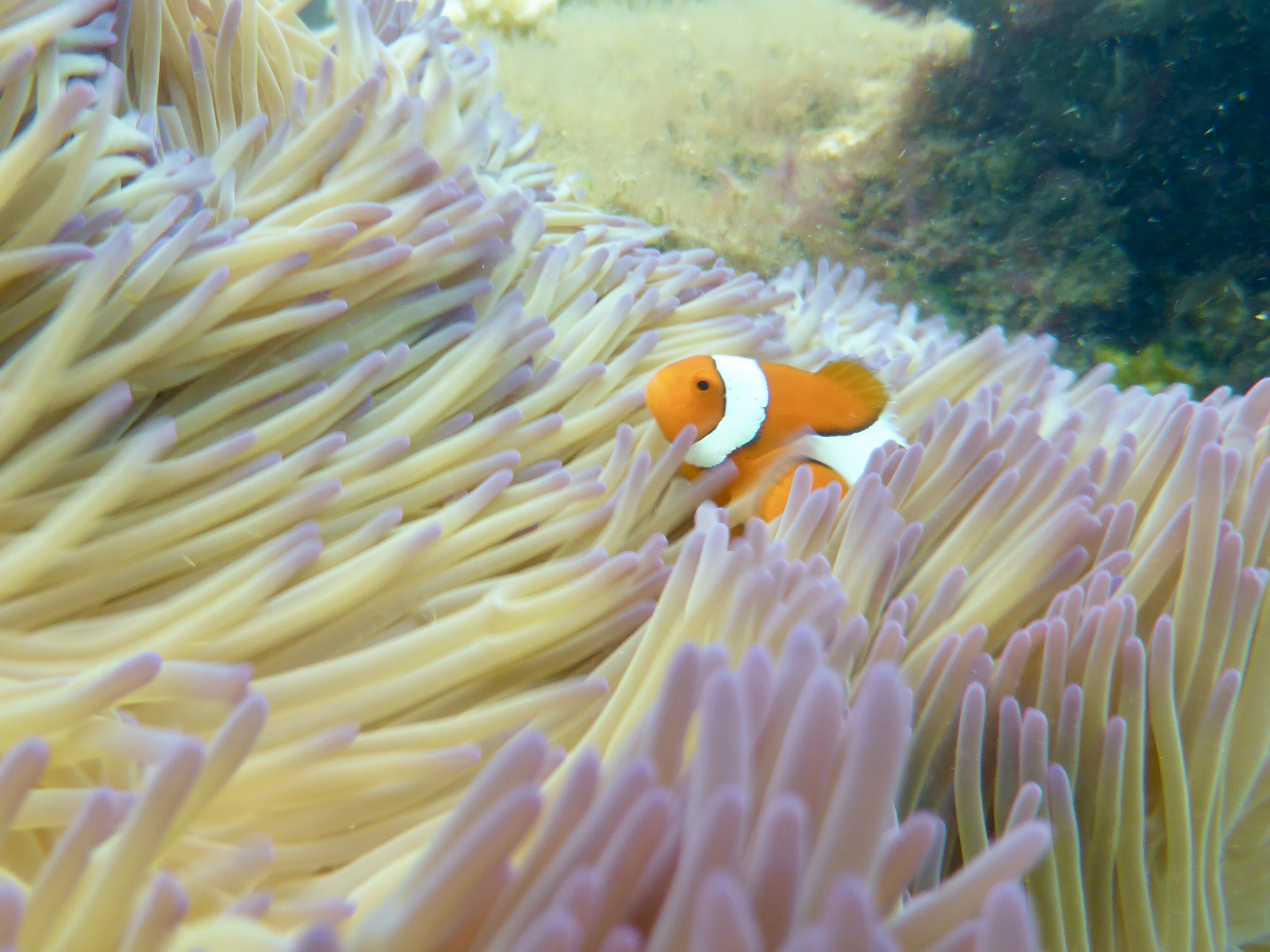 Gotta get the nemo photos