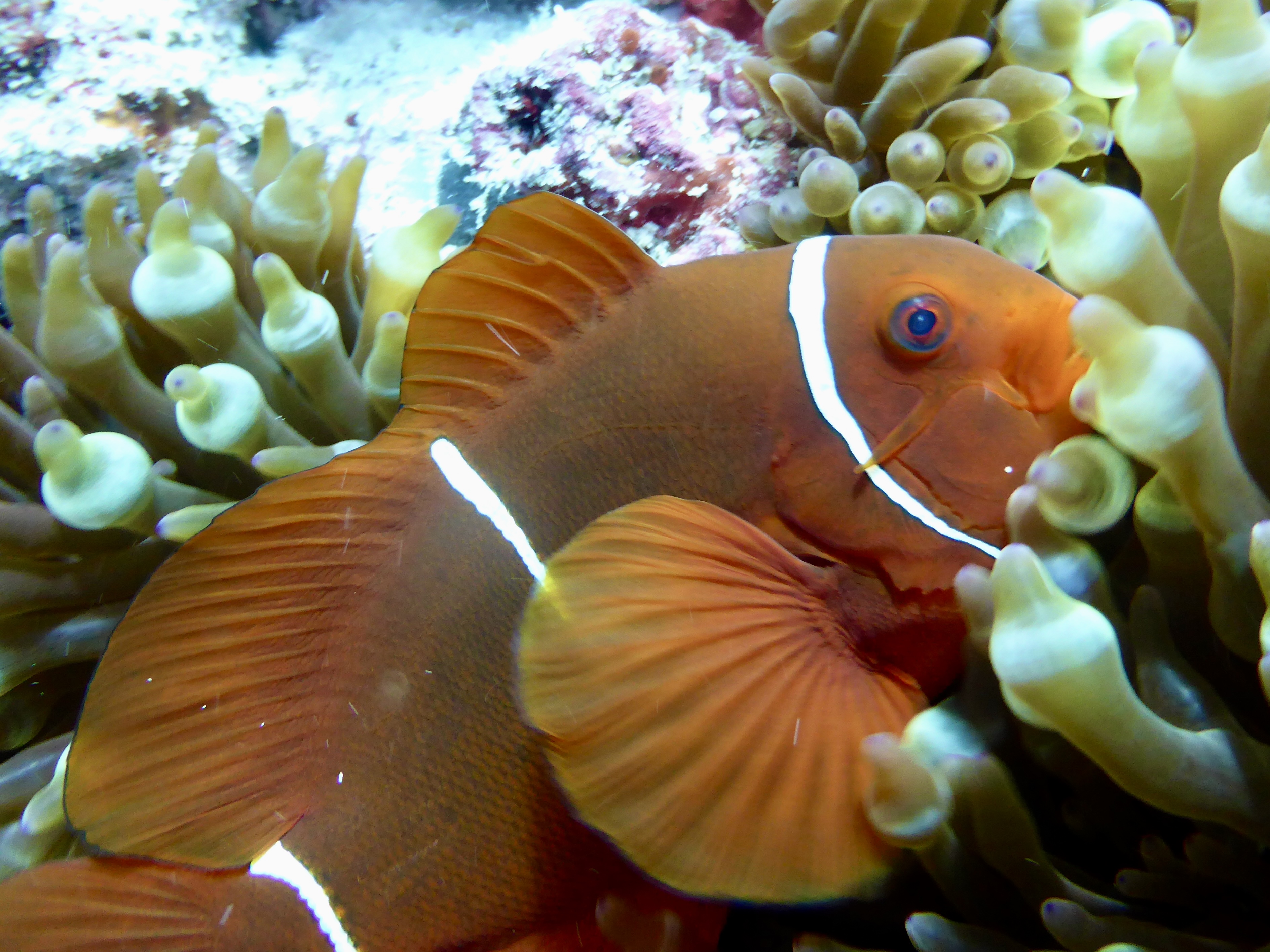 Good fish life