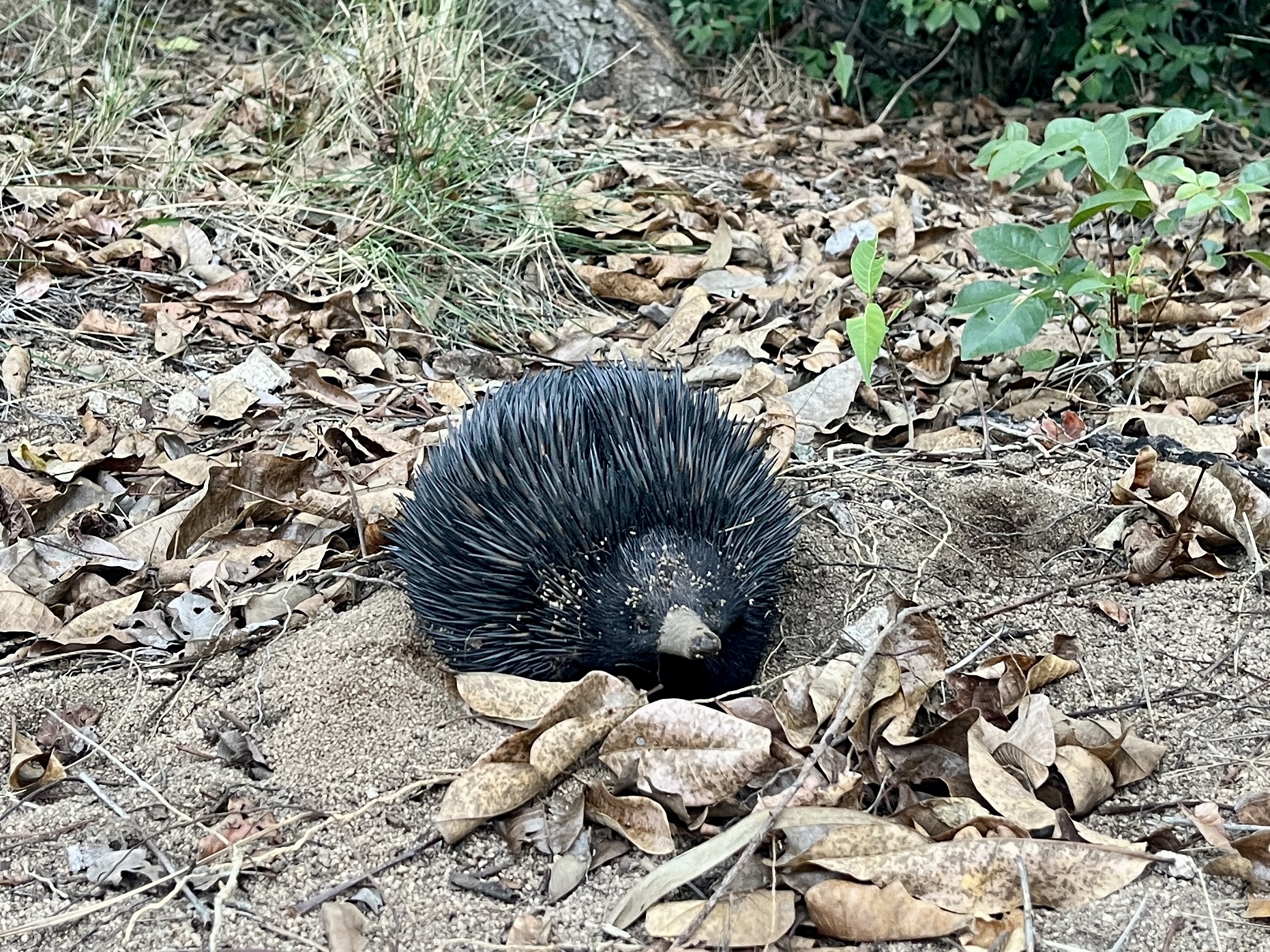 Local wildlife