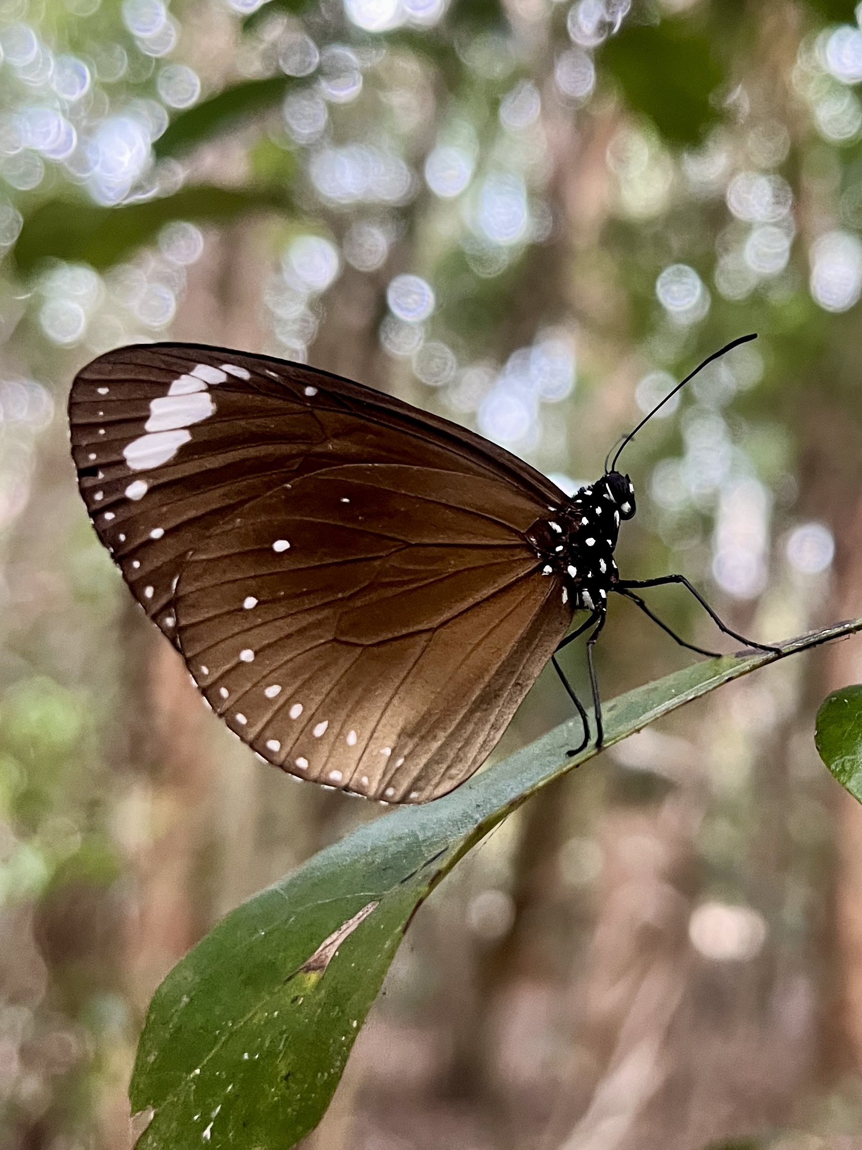 Nice walk through the butterflies