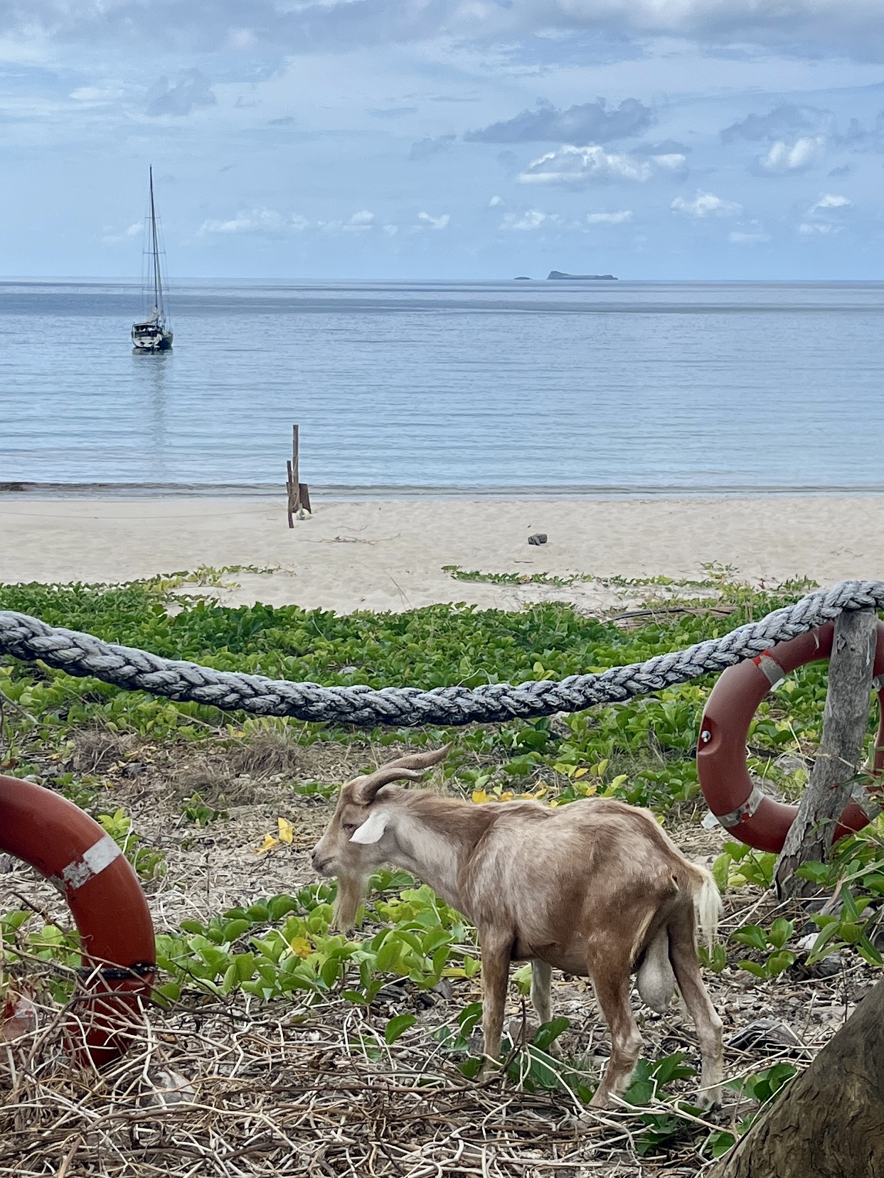 Lots of wild goats on the island