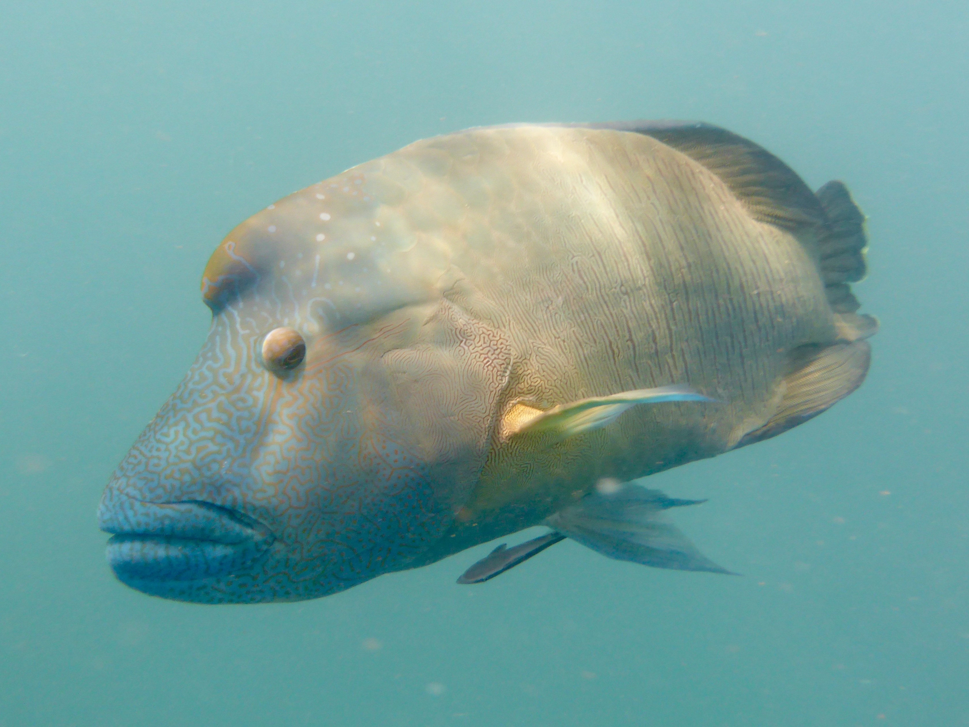 One of the locals at Blue Pearl Bay