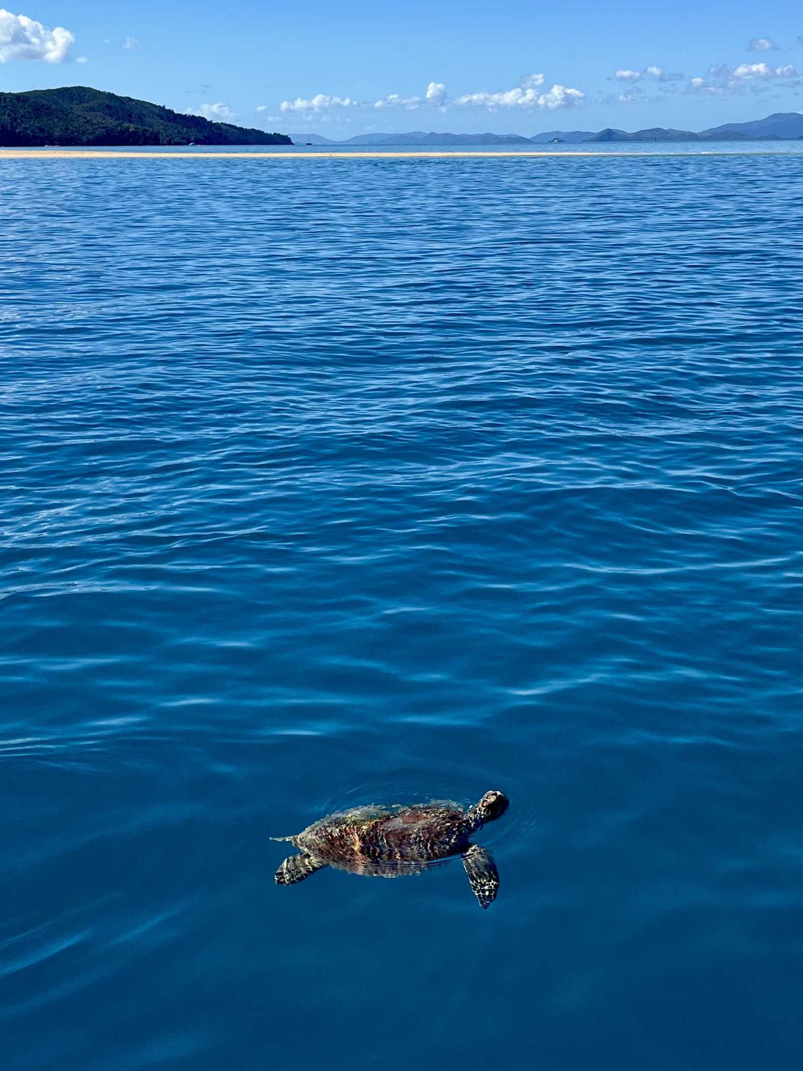 Lots of turtles on the surface