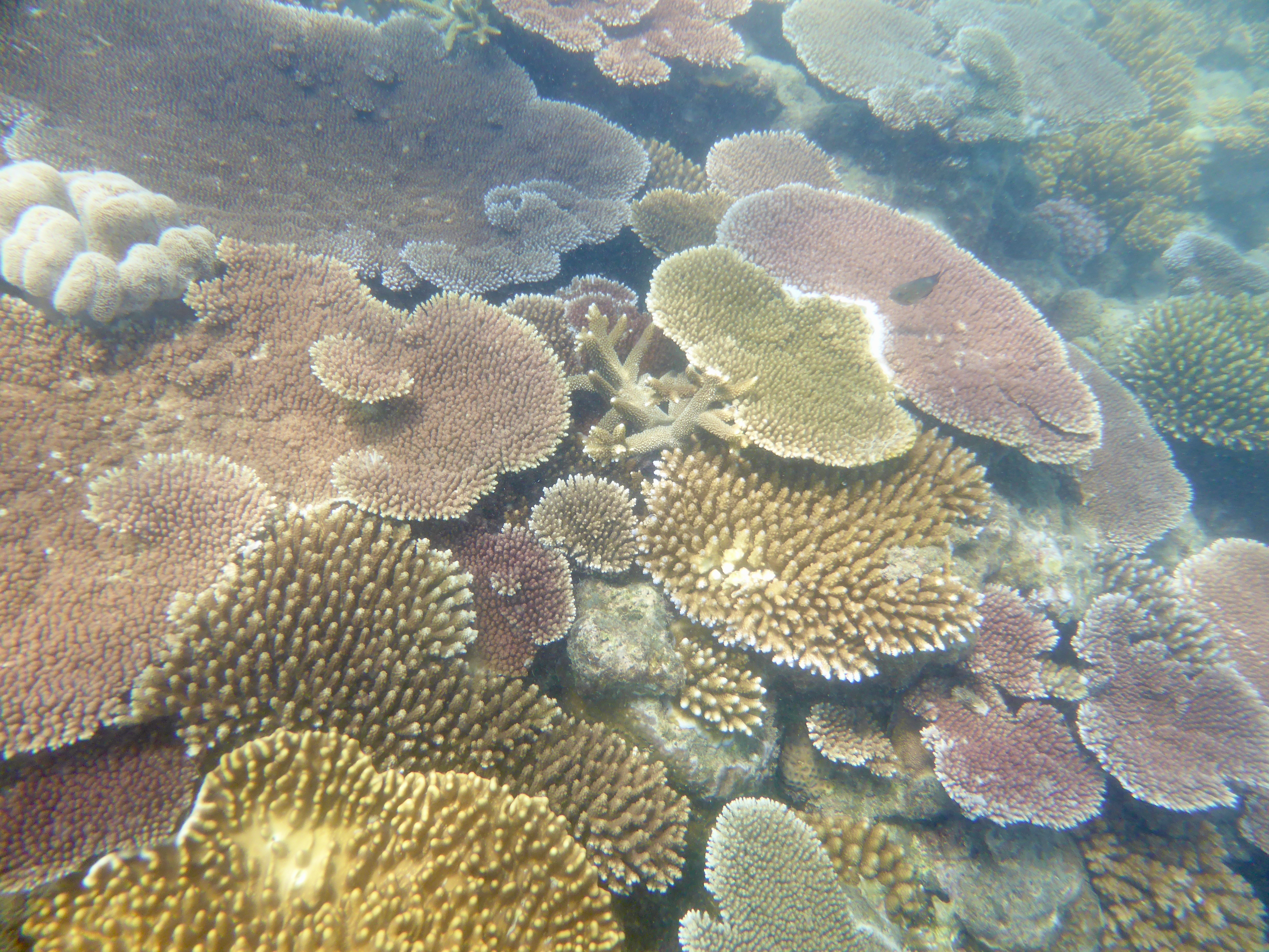 We had a really nice snorkel at Mackerel Bay