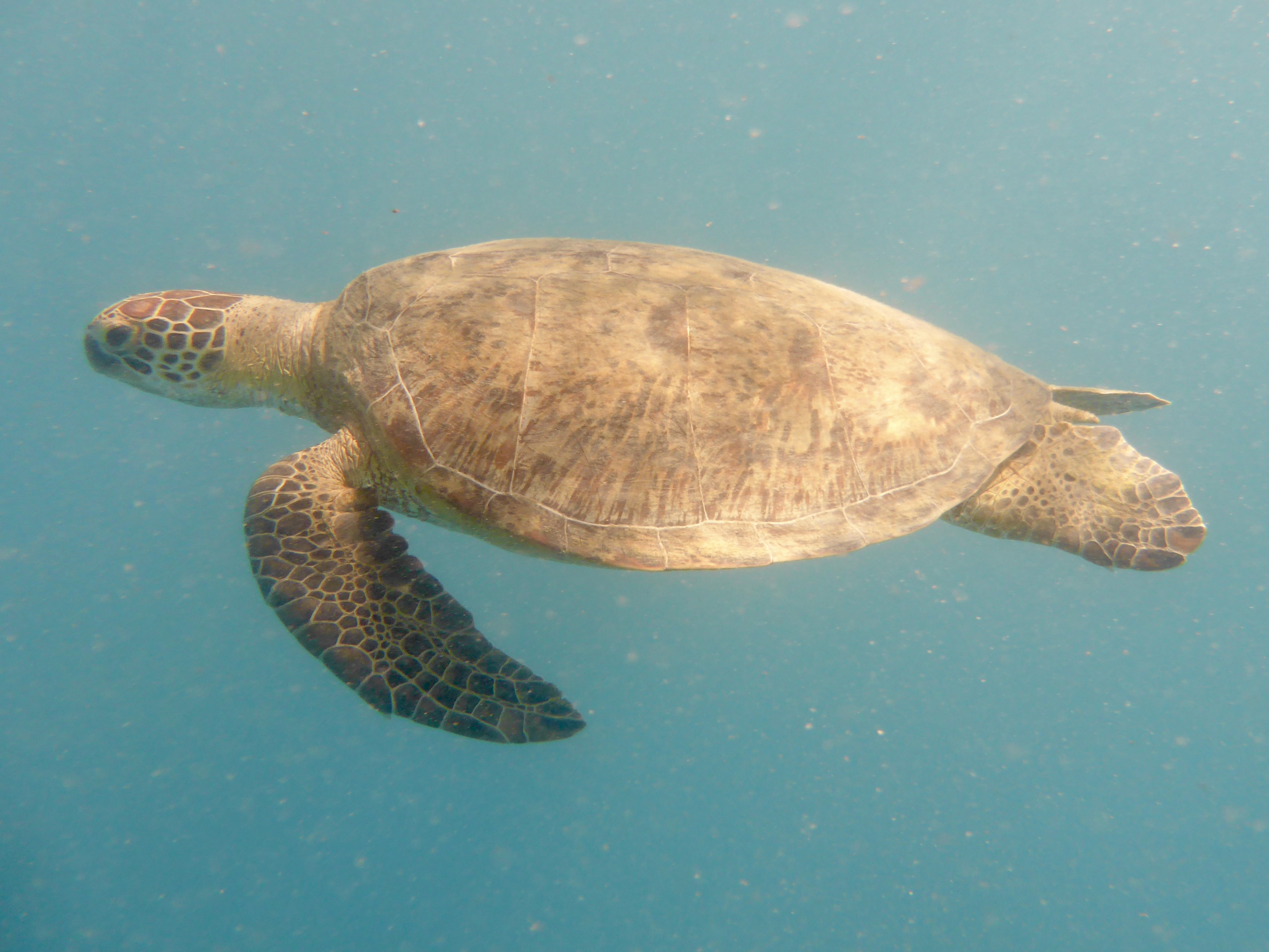 Kristie loves her turtles