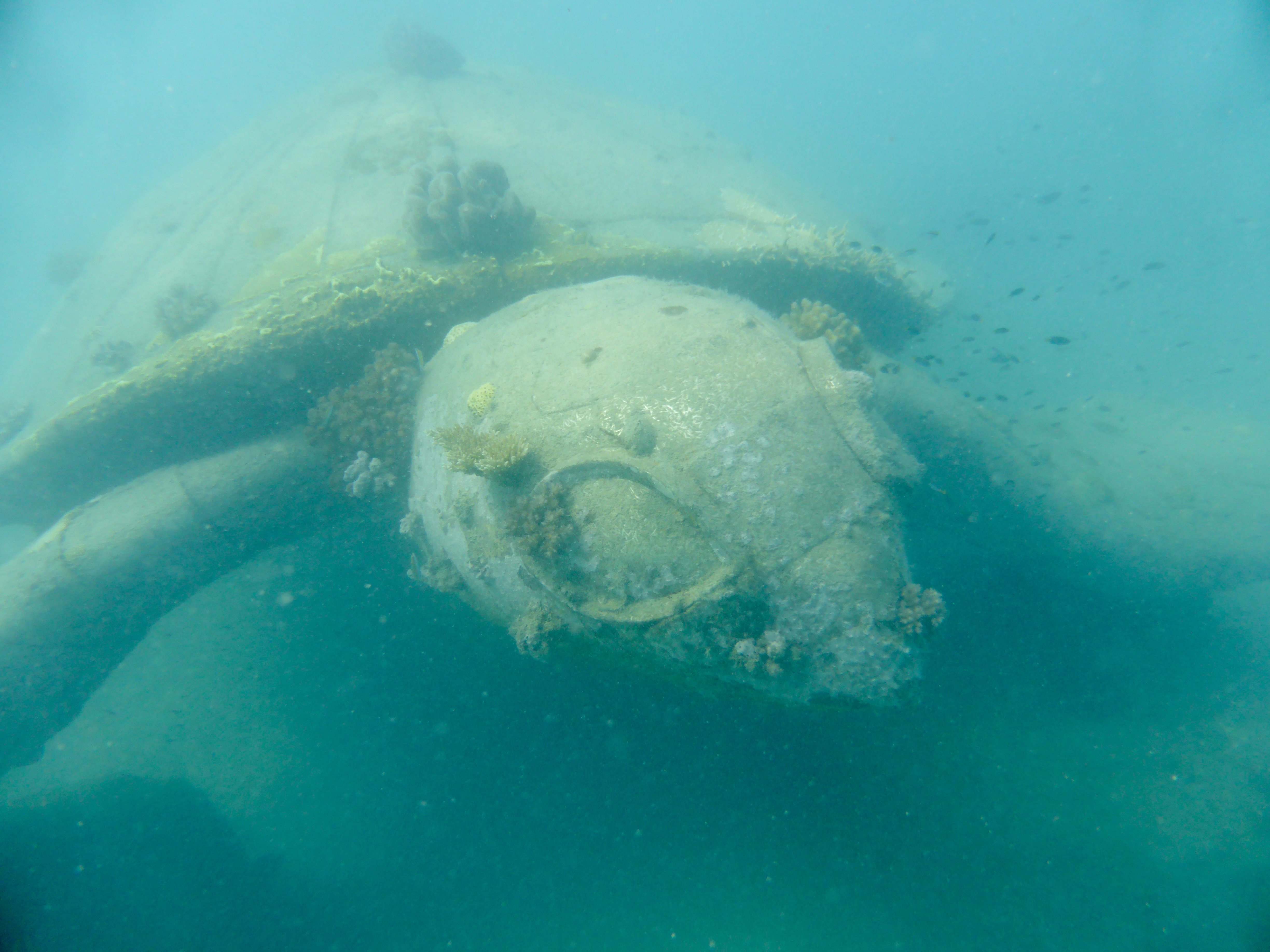 This turtle sculpture was massive