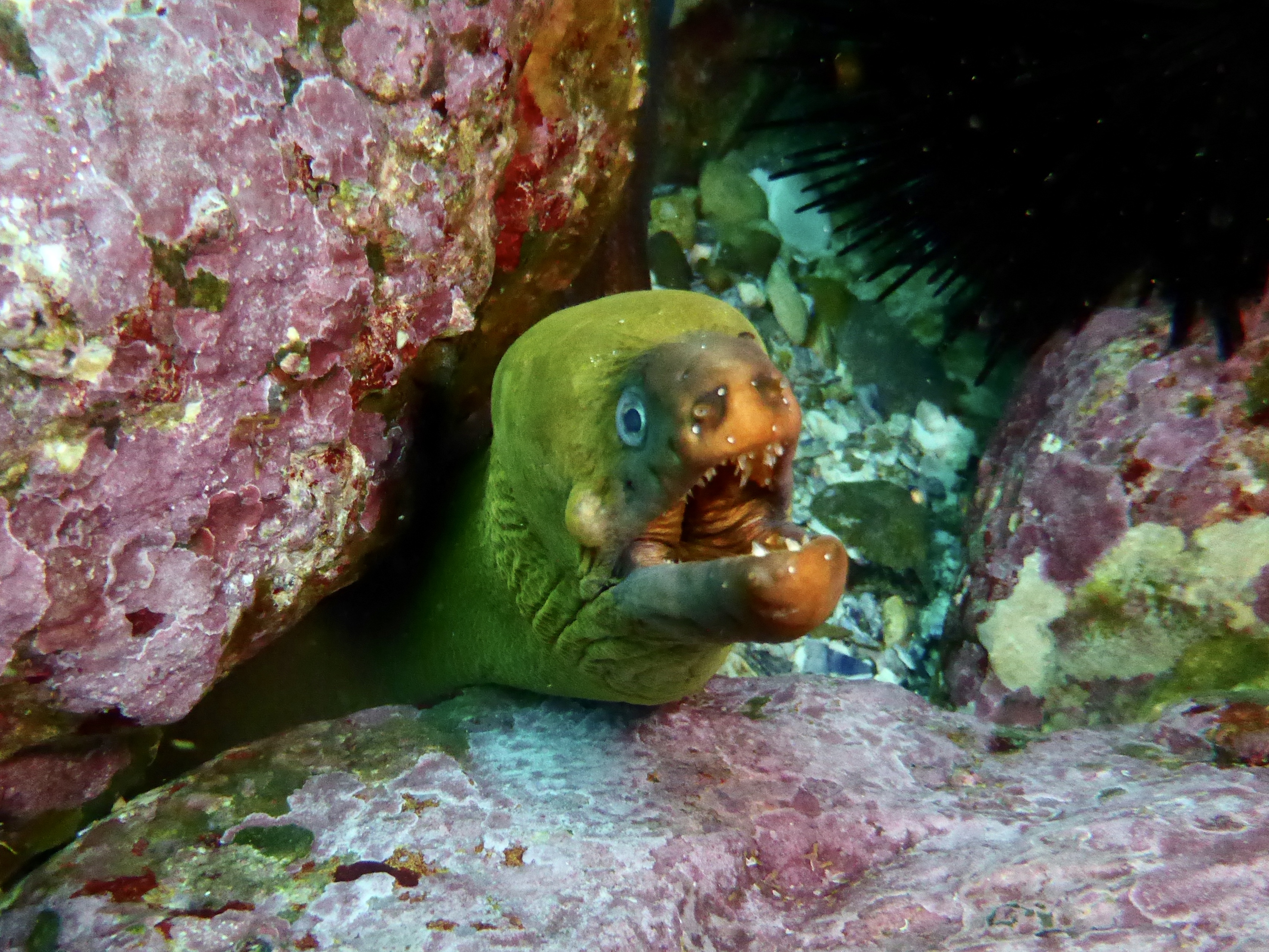 Nice Moray Eel shot!