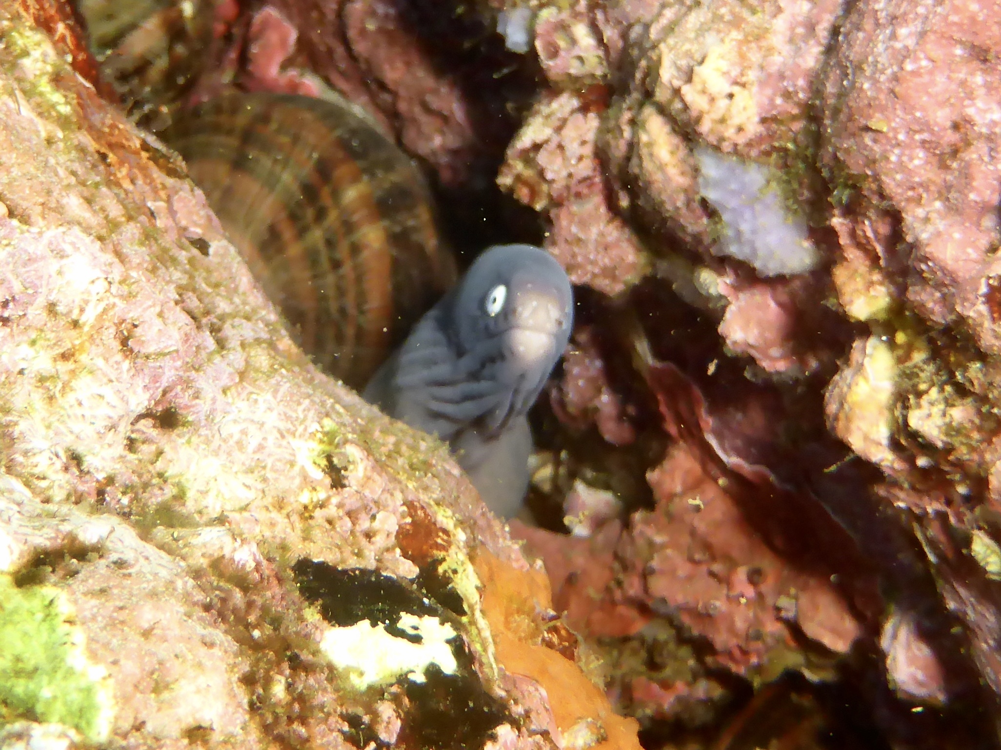 Another Moray