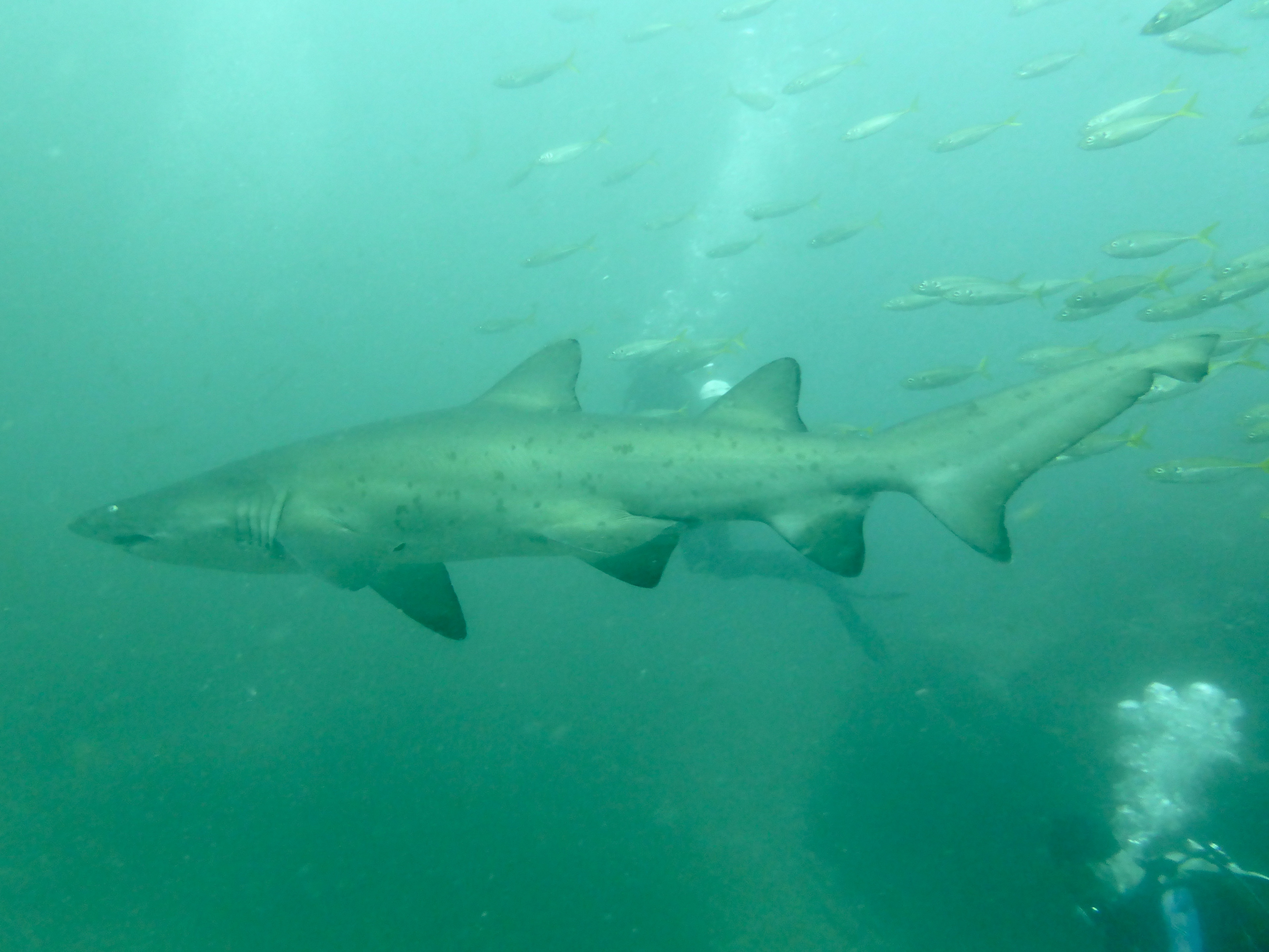 Grey Nurse Shark - not as big or as friendly as the ones in QLD