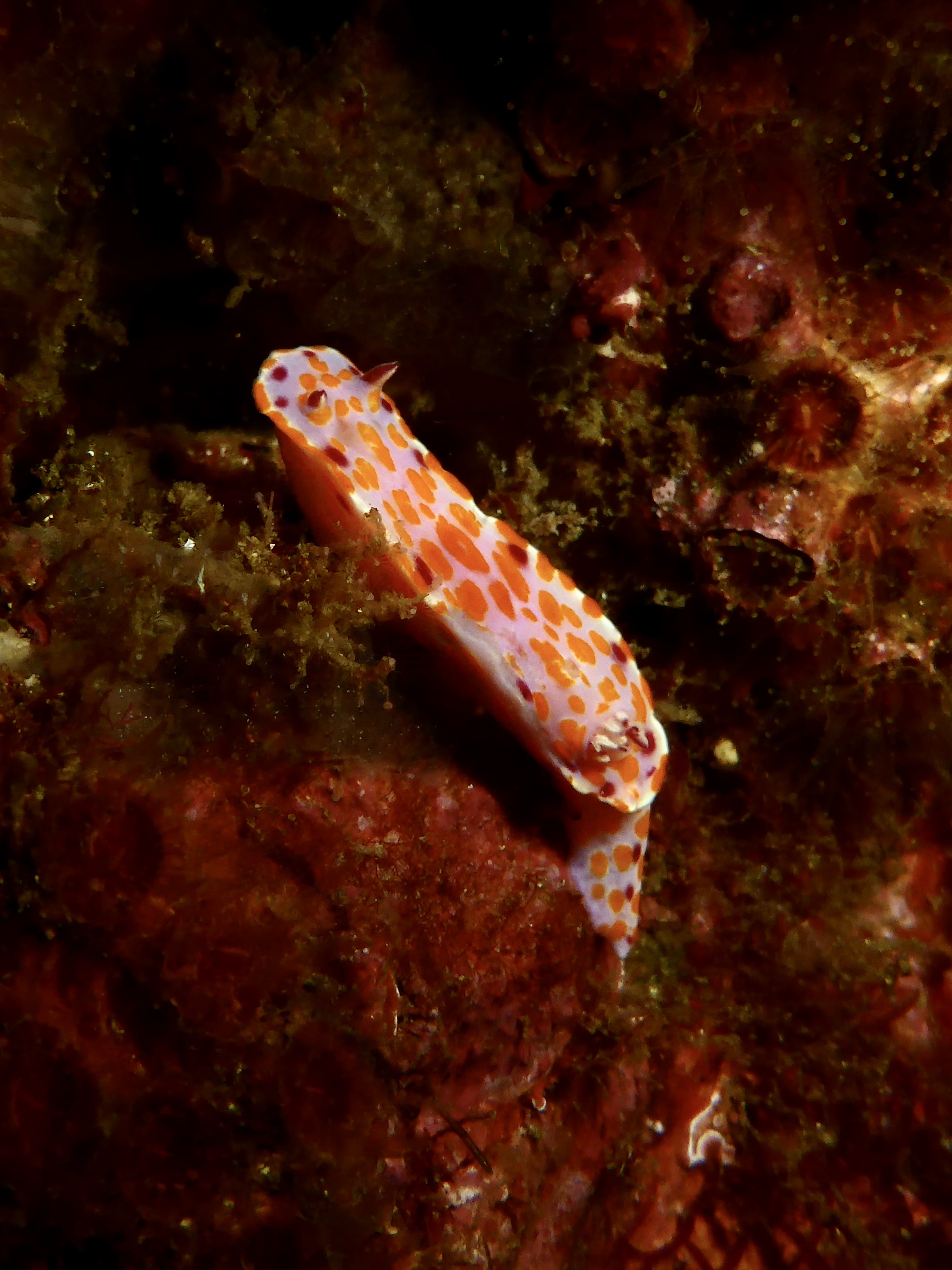 Nudibranch