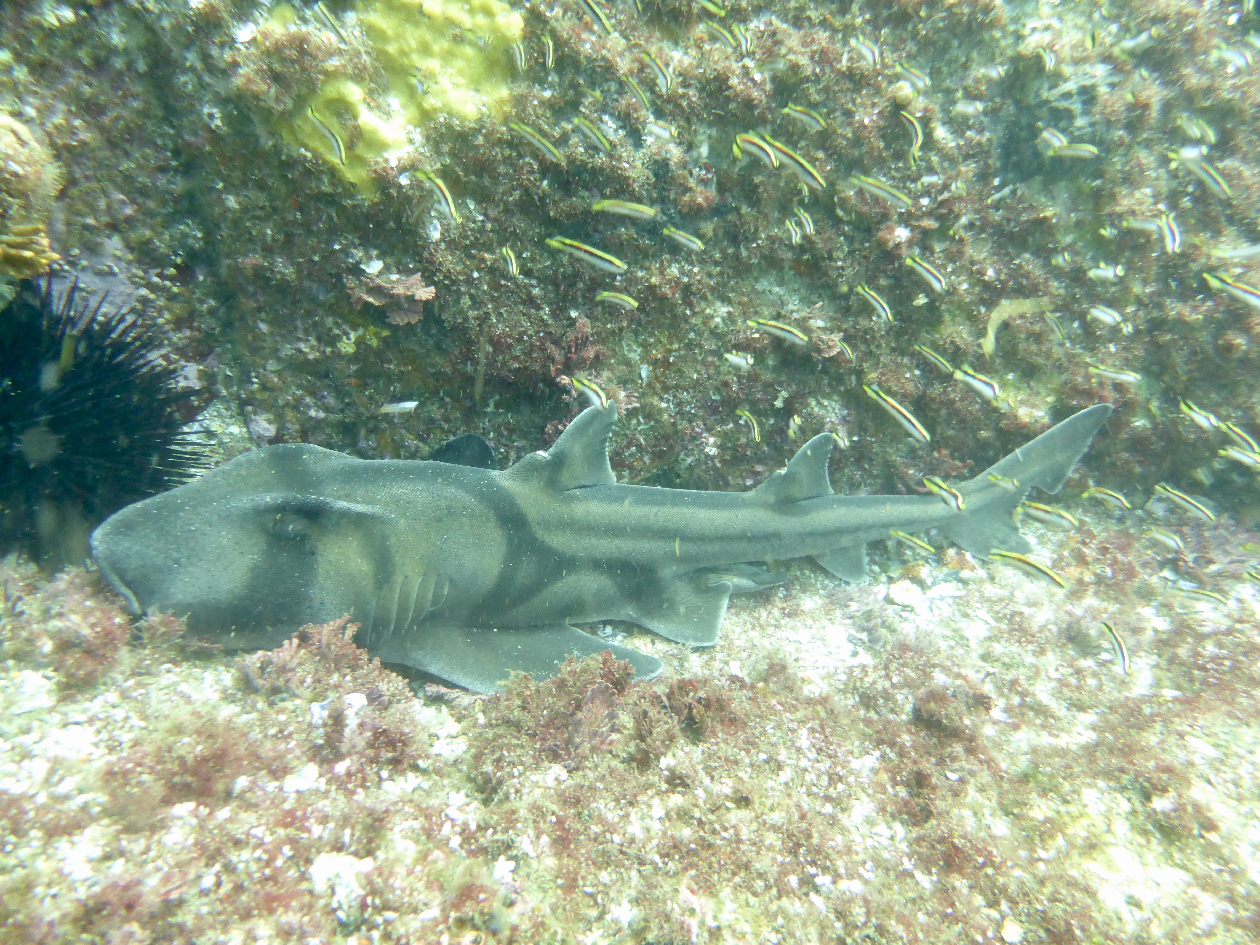Port Jackson Shark