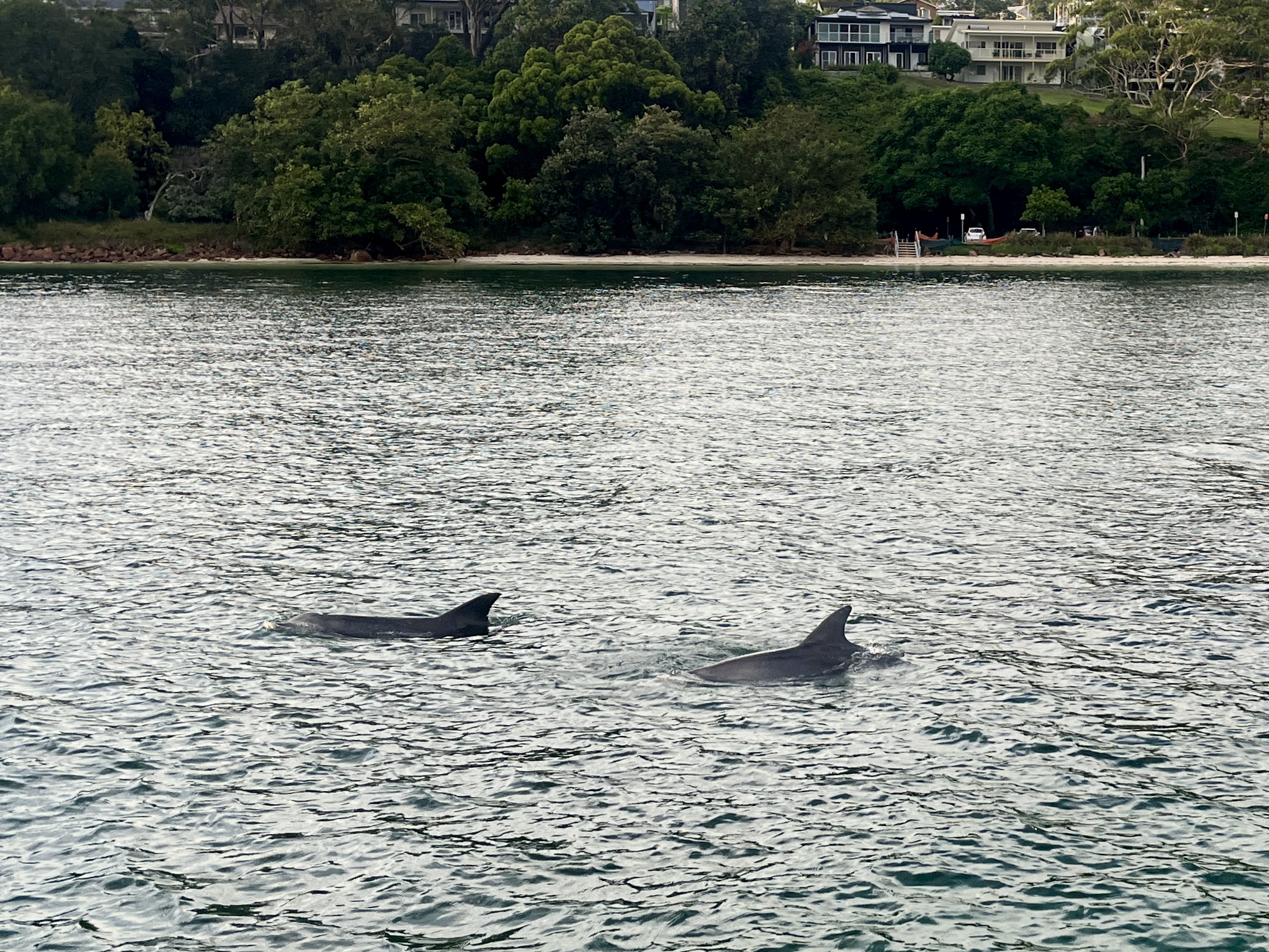 The dolphins swam past regularly