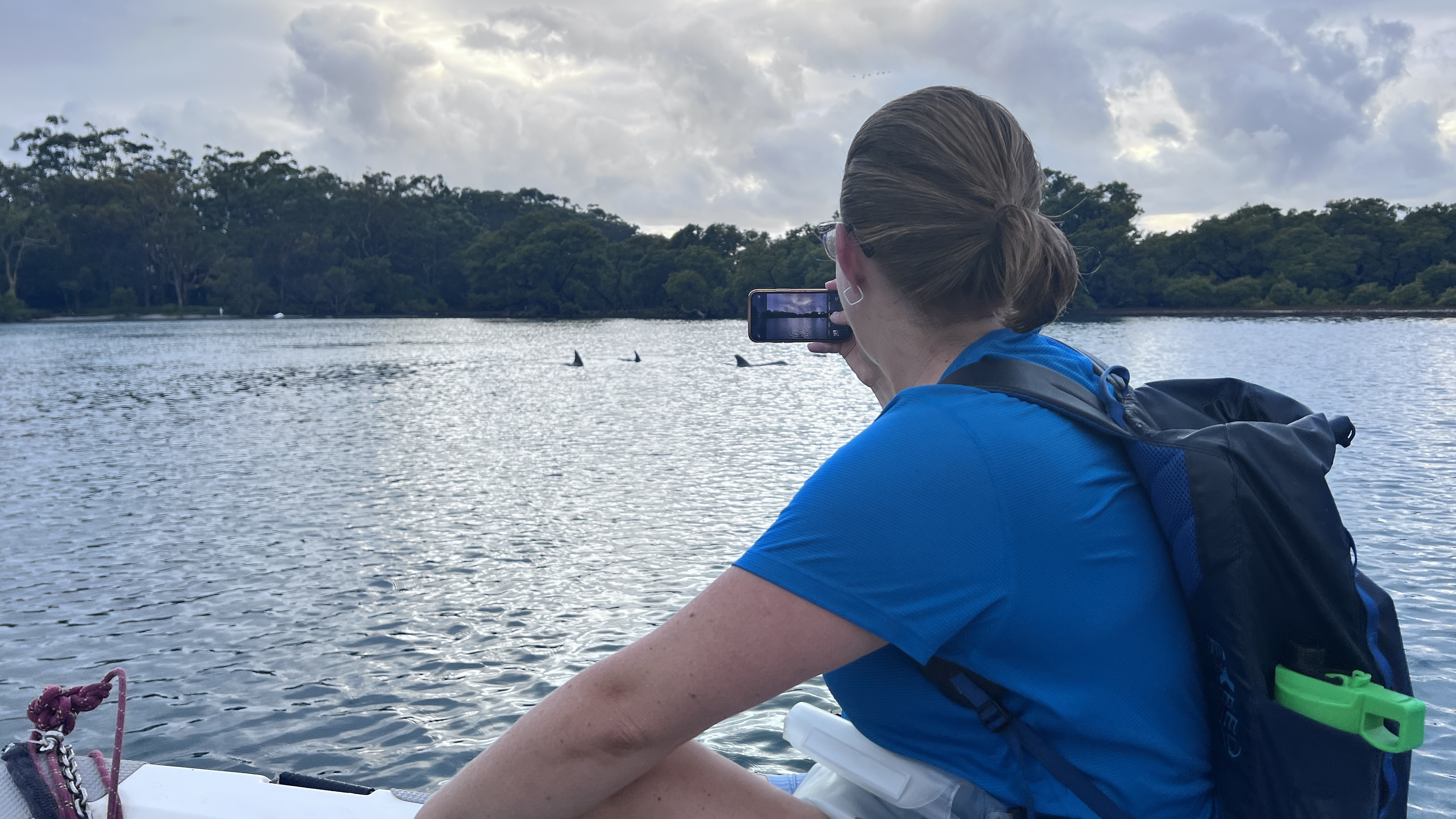 Dolphins on the way to Parkrun