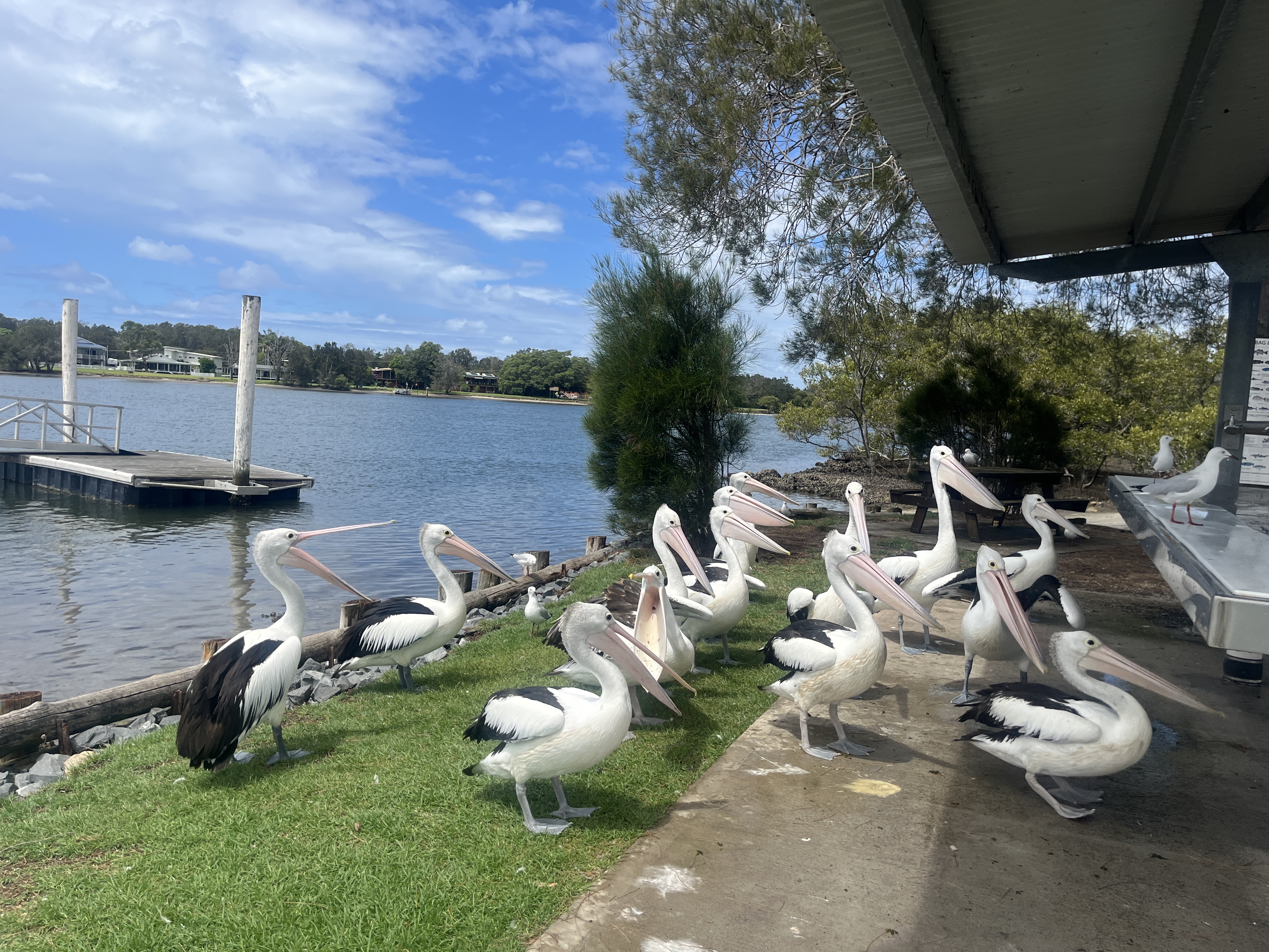 No need to dispose of fish scraps with these guys about :)