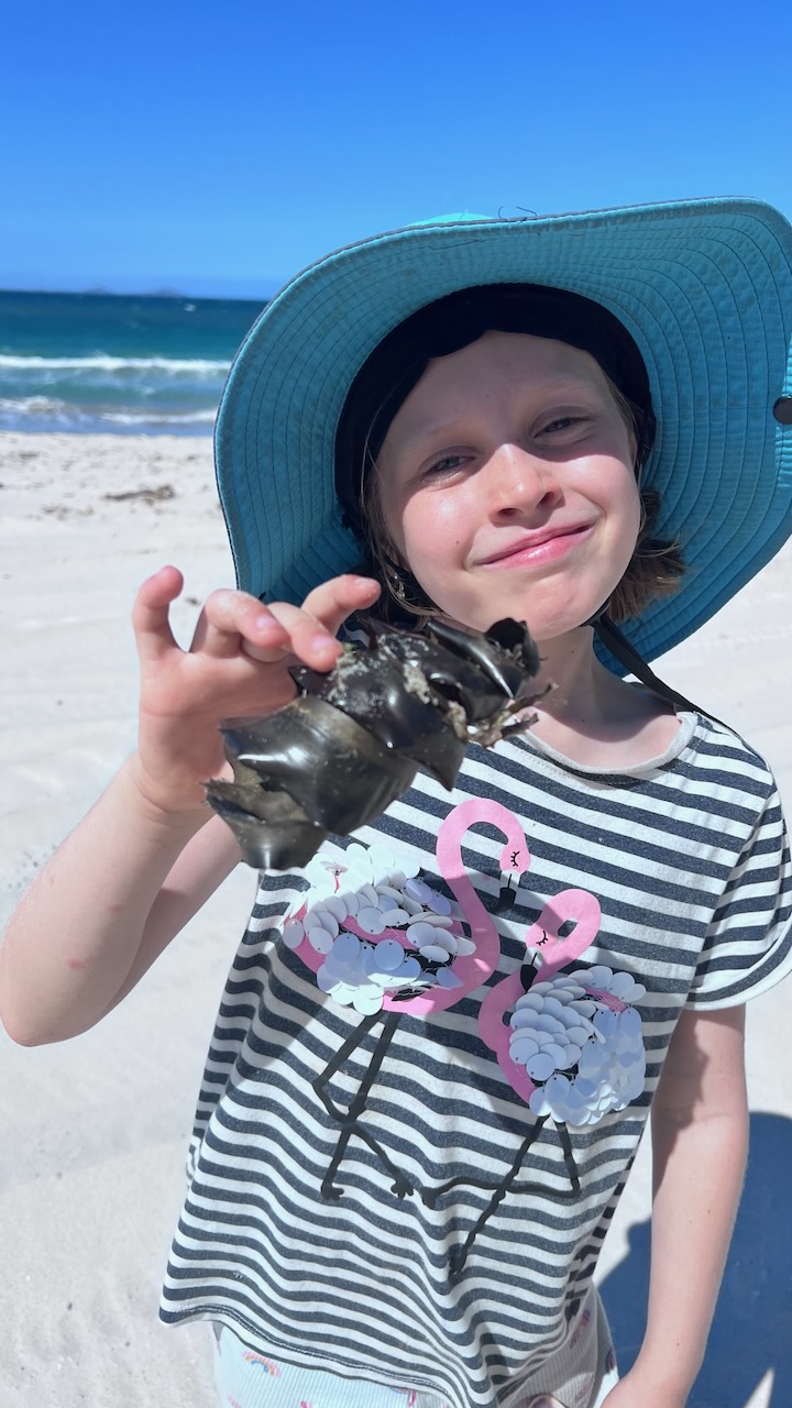 We found quite a few of these along the beach and also at Broughton