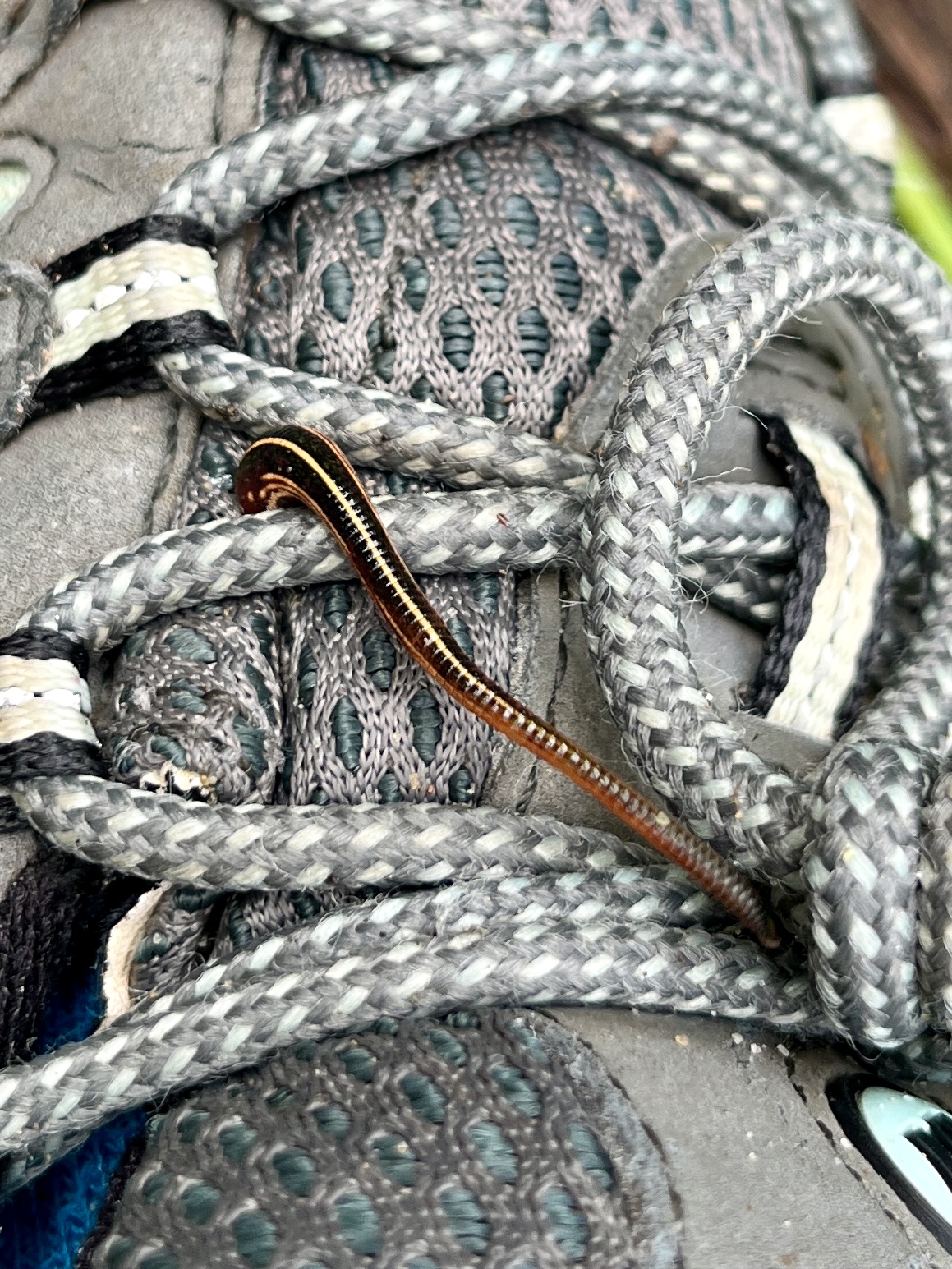 Leech attack