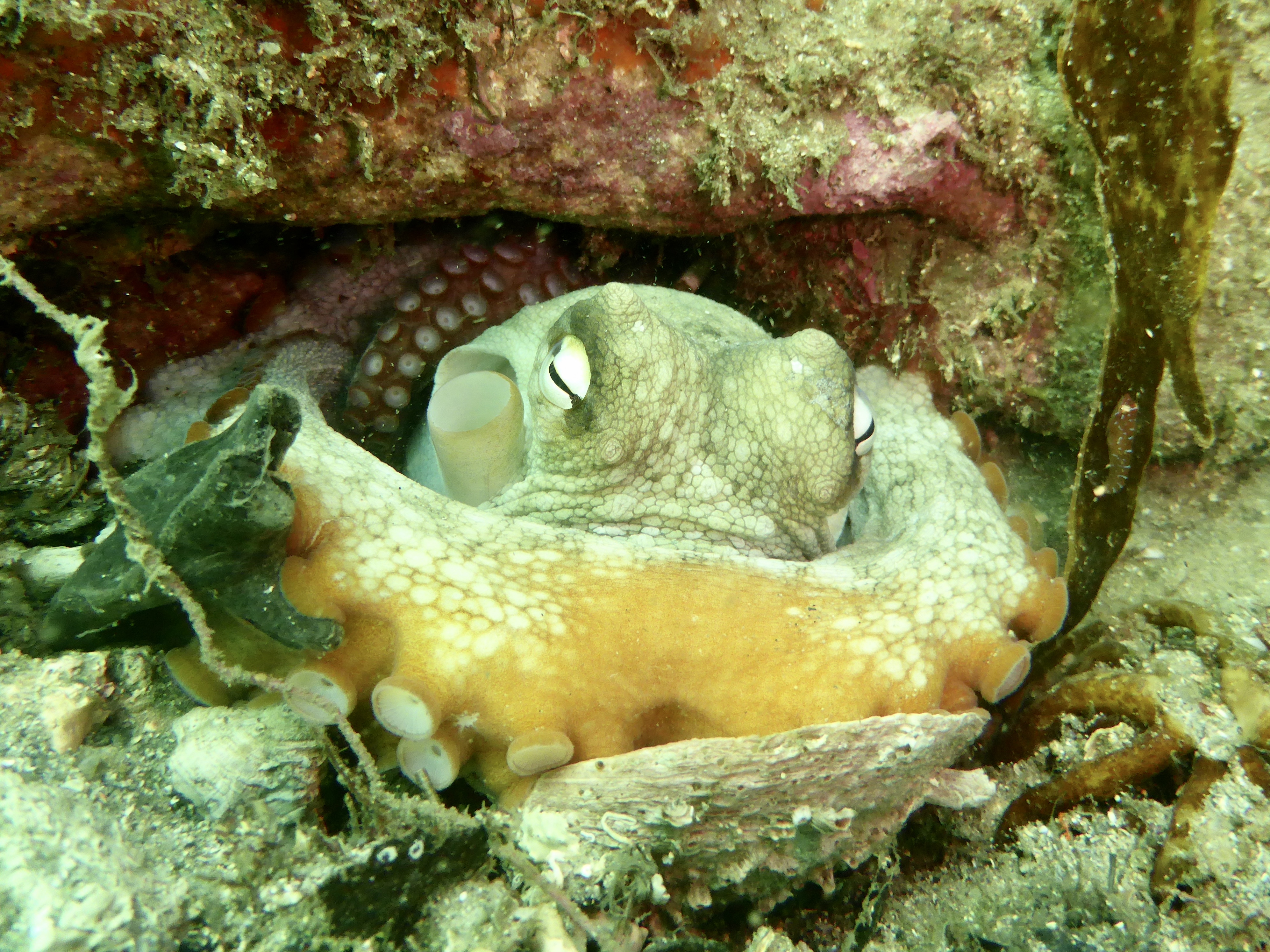 Bare Island diving - cold - green - rocks - urchins - octopus