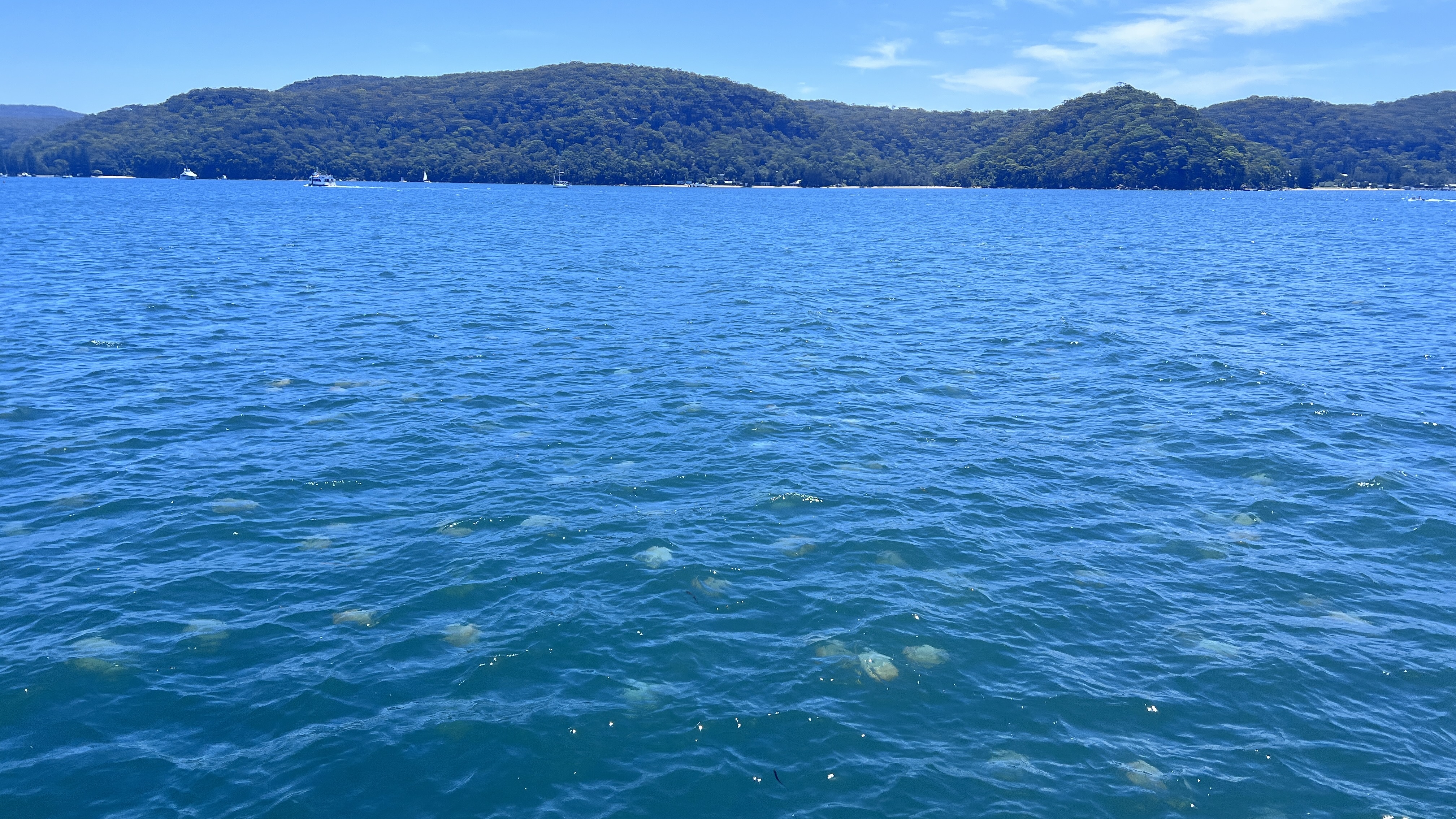 Large smacks of these Jellyfish were common through out Pittwater and Cowan Creek