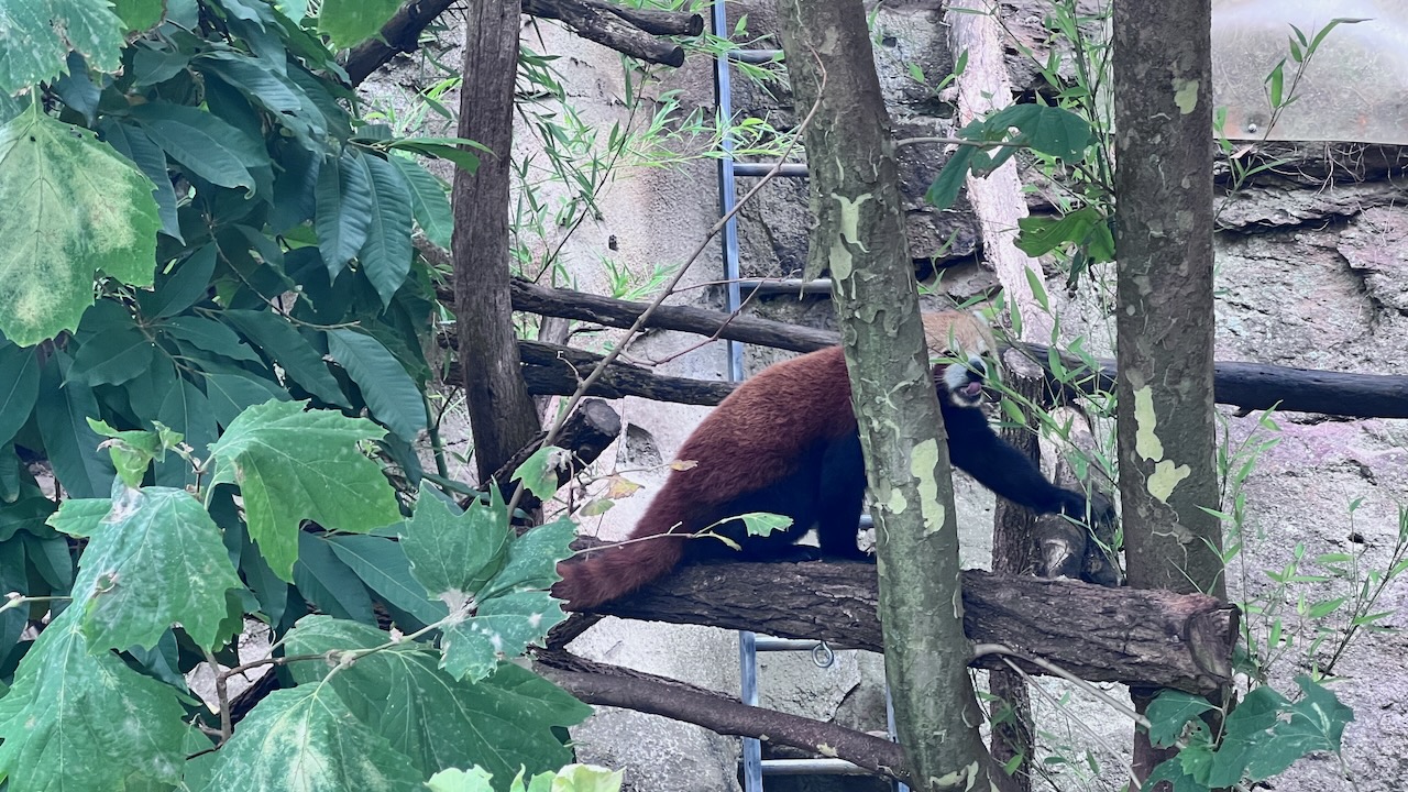 Red Panda munching away