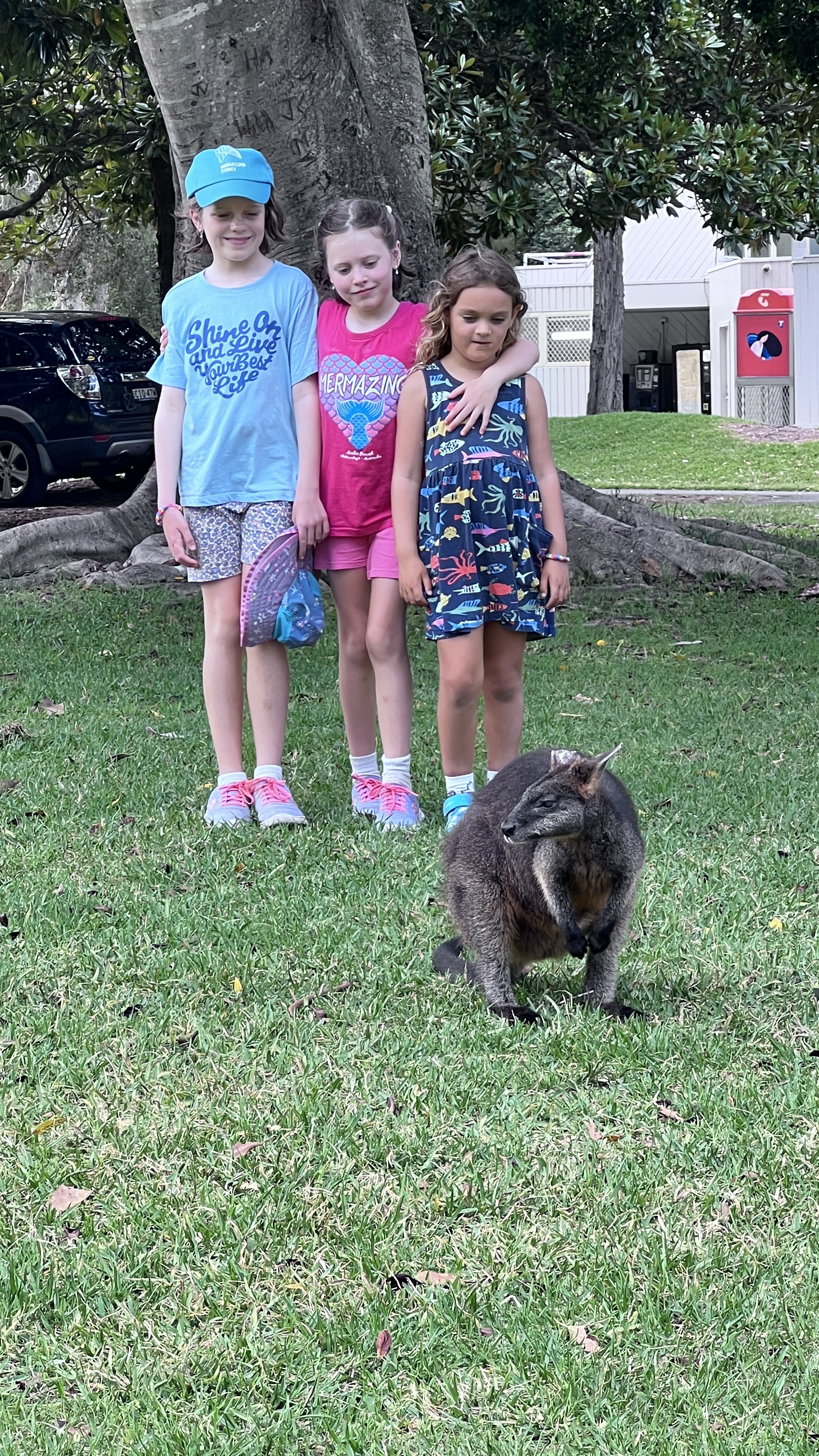 Wildlife in the park / campground
