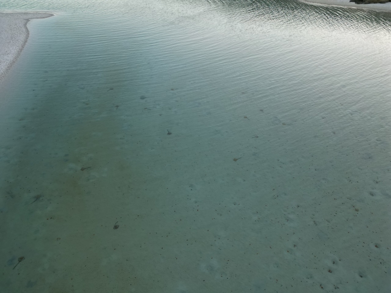 Stingrays everywhere