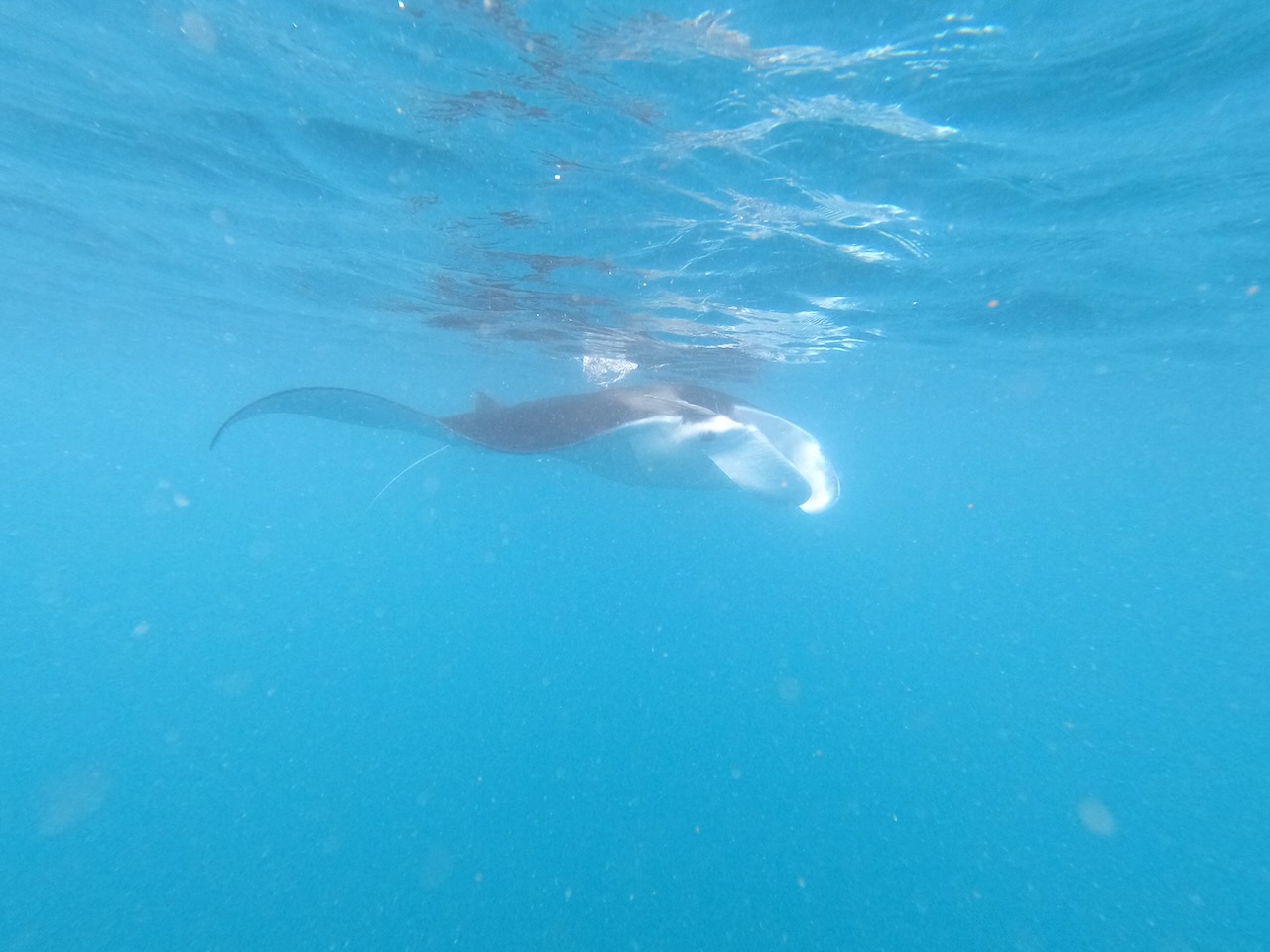 Snorkeling with the Manta rays