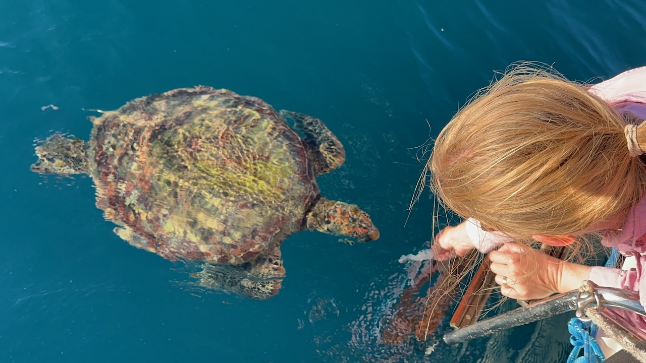 Kristie turtle feeding