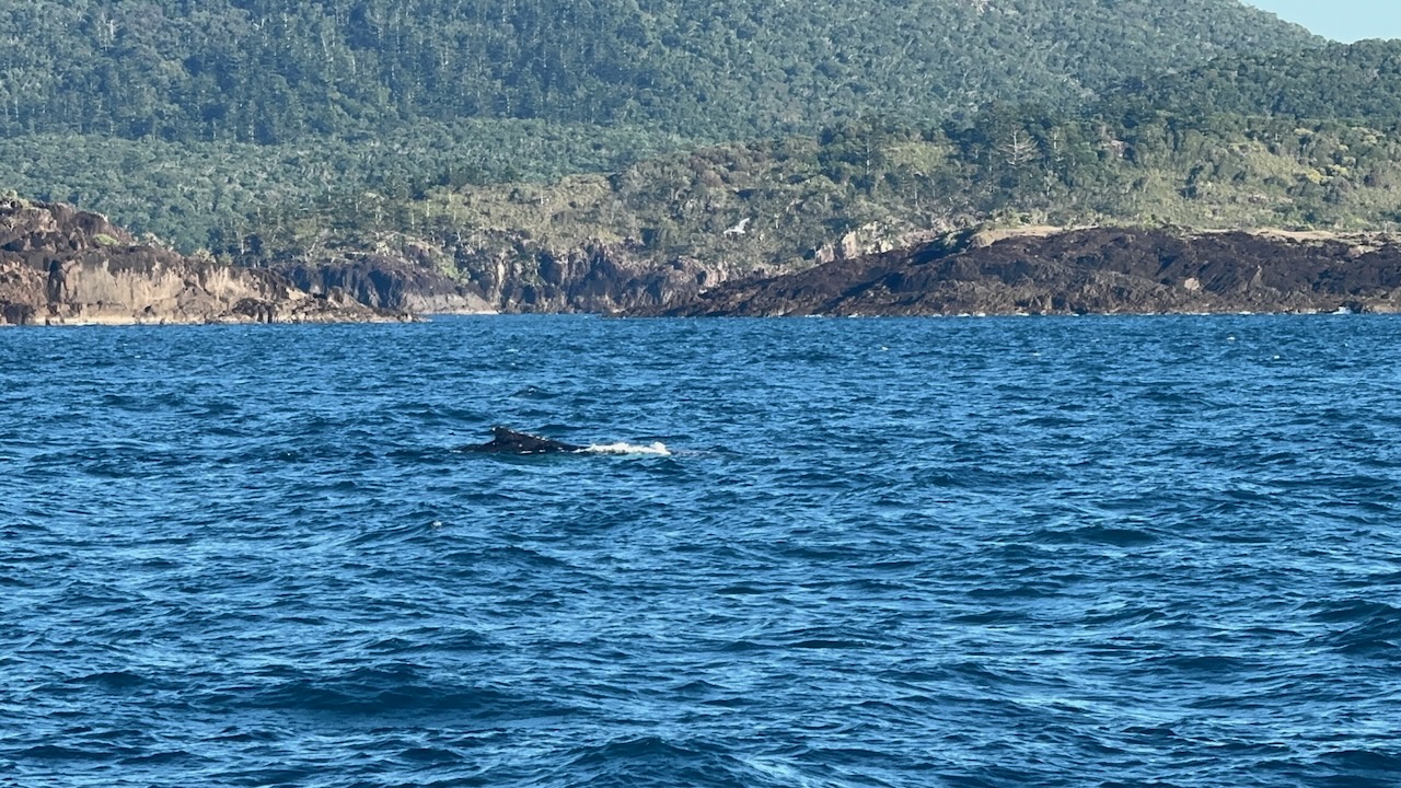 Bonus whales