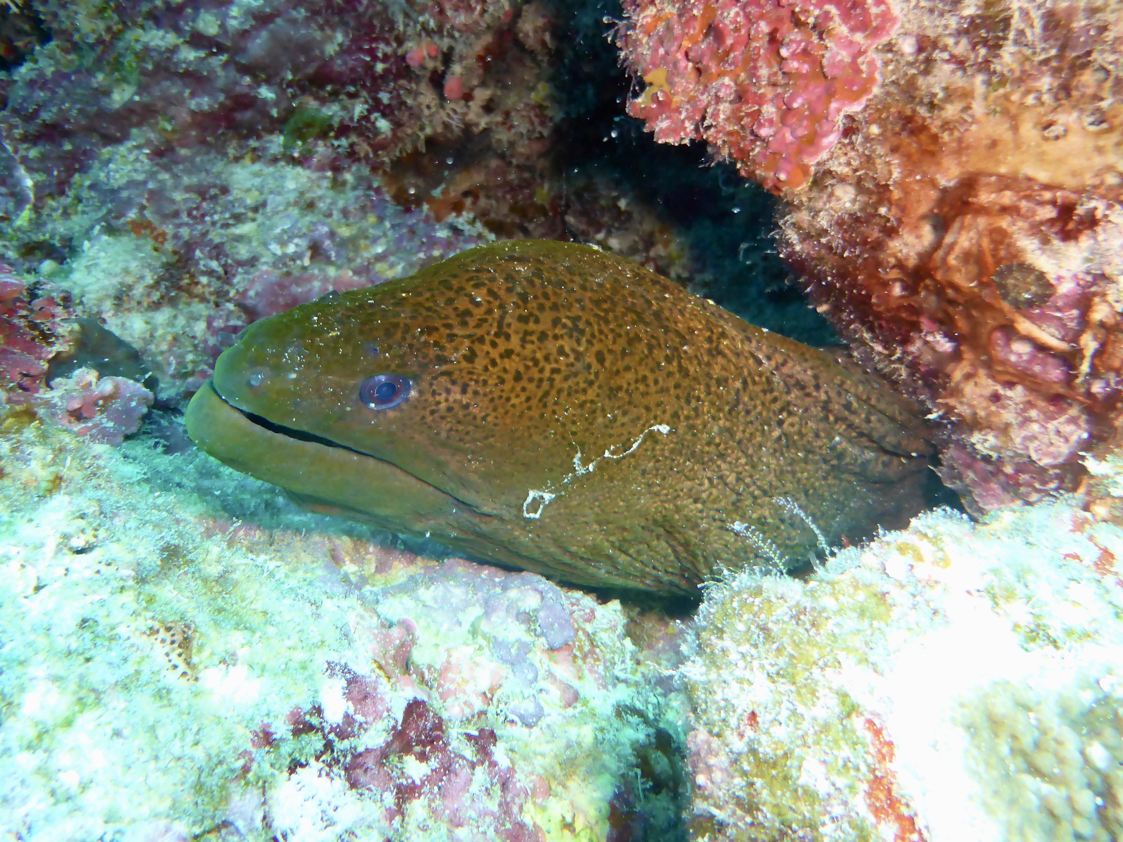 Eels are cool