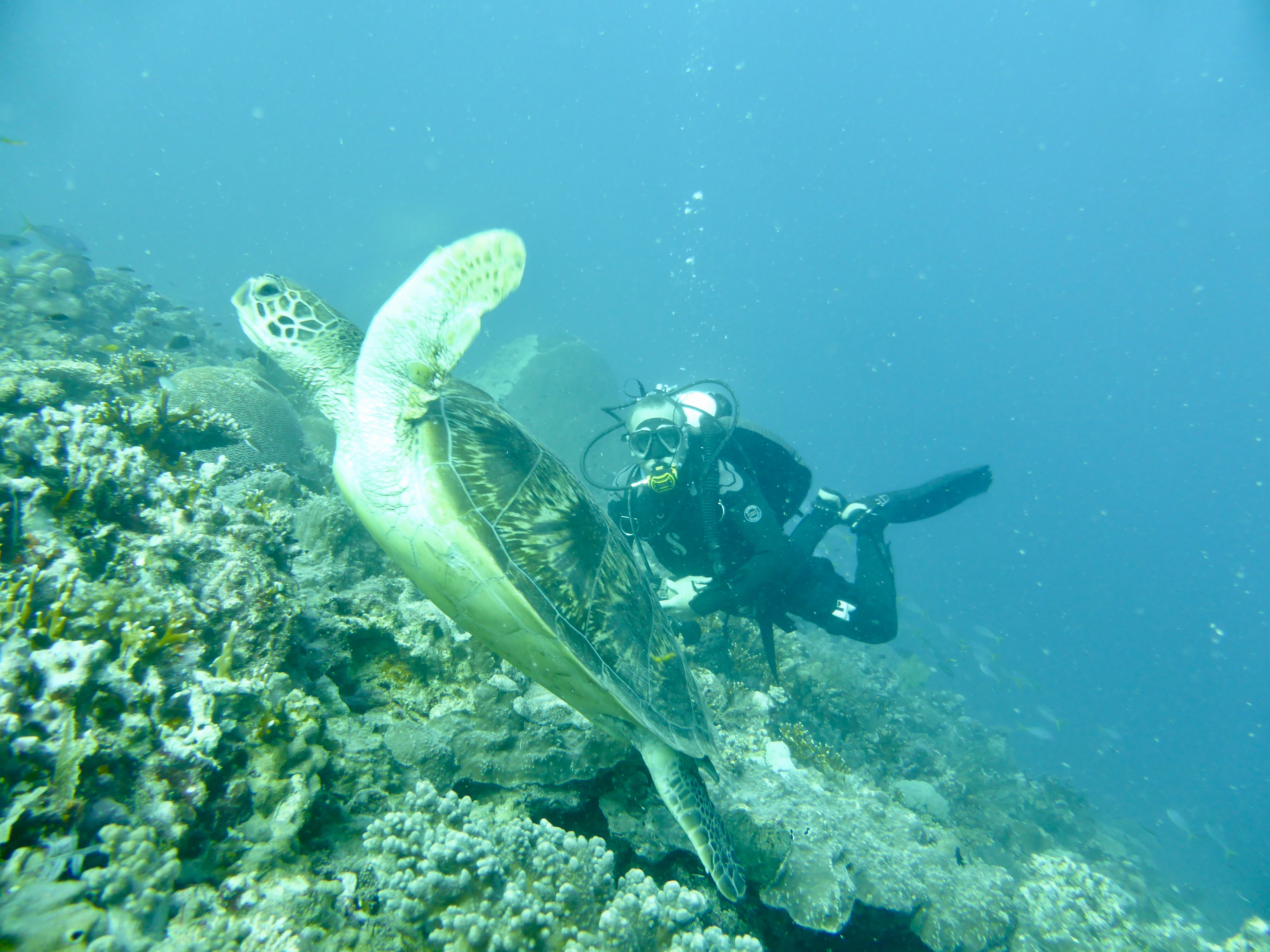 Saw a turtle or two