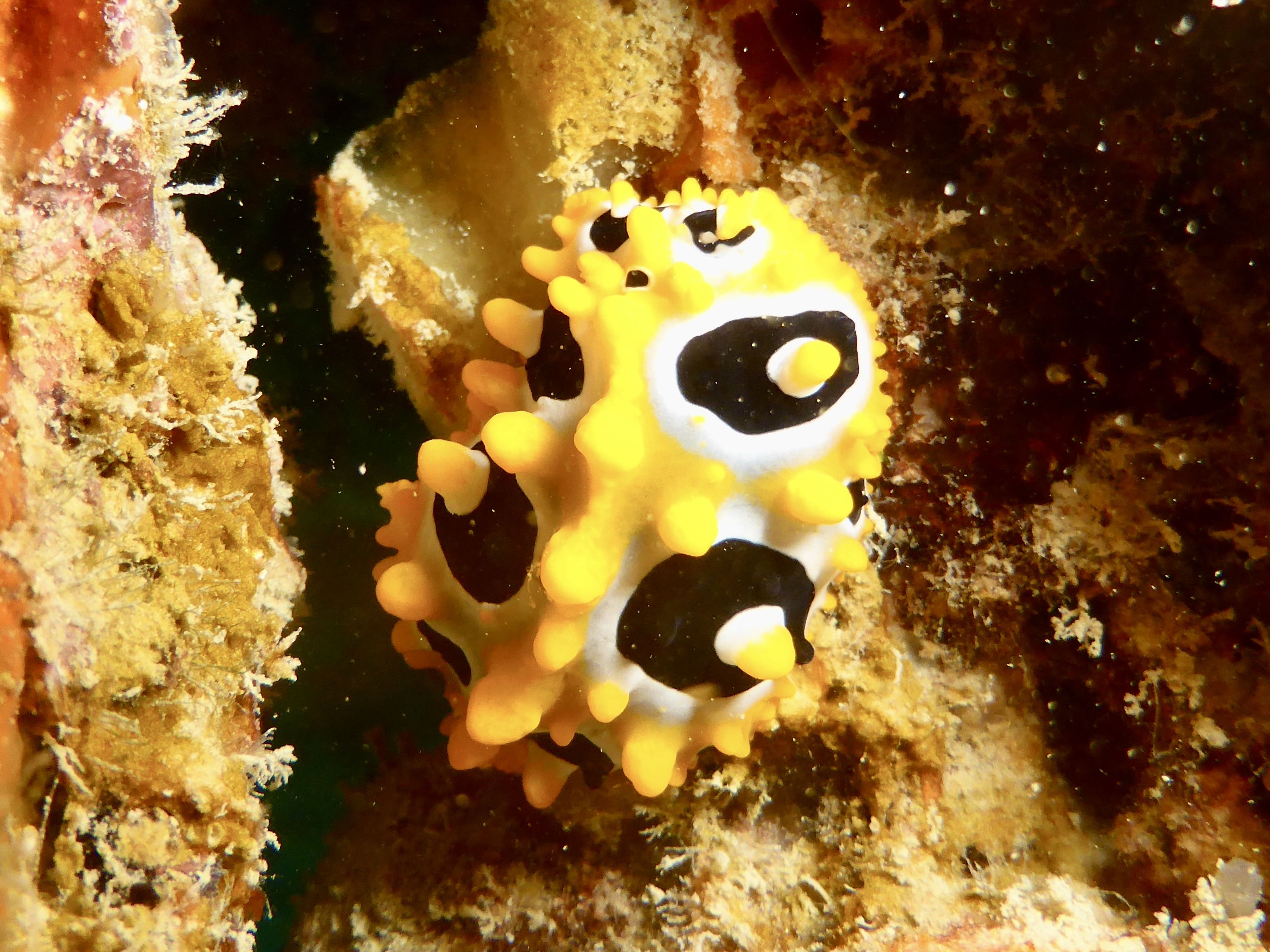 Lots of nudi's on this dive