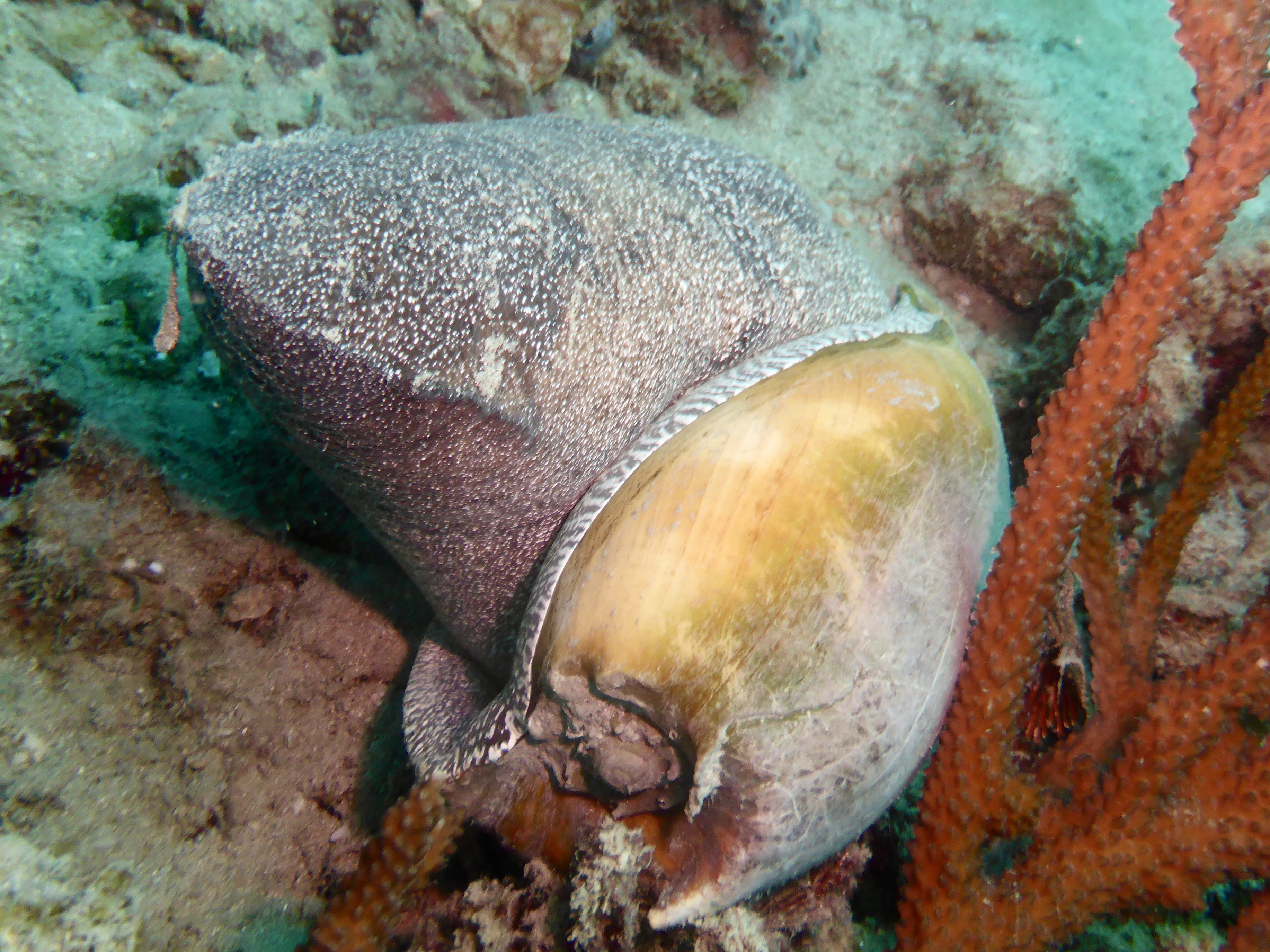 I think it might have out grown its shell!