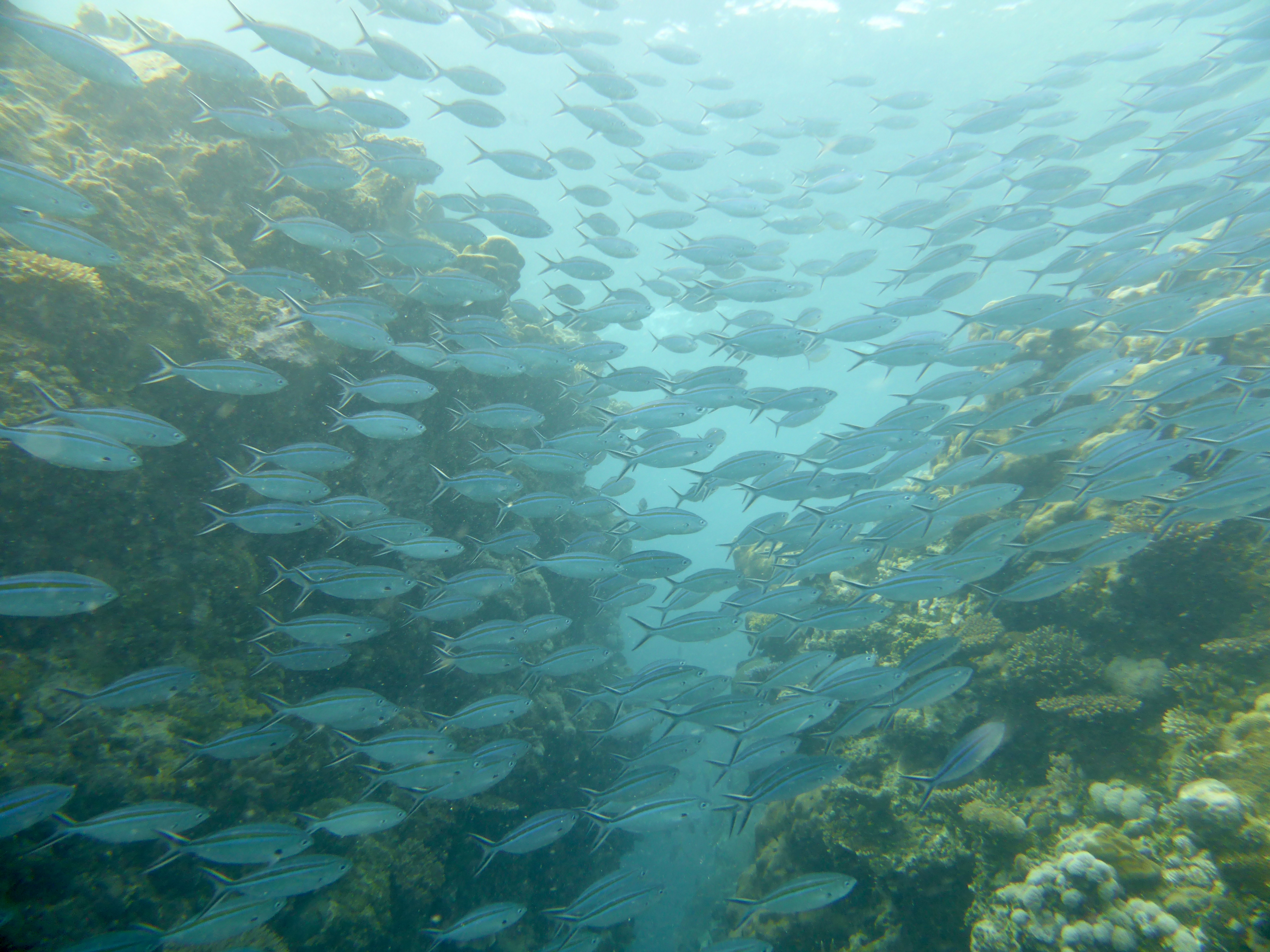It's like the fish know its a Green Zone!