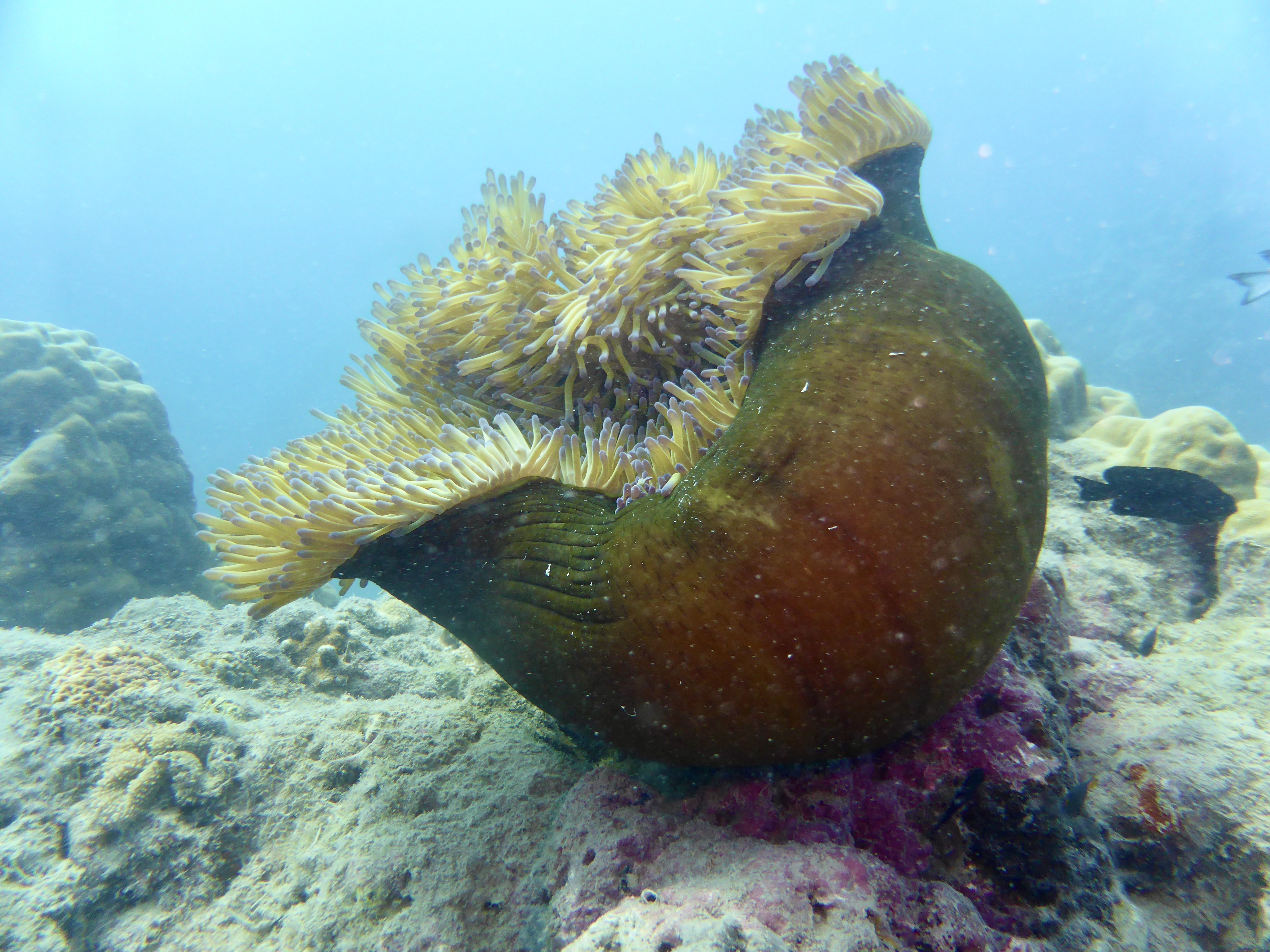Love the anemone bowels/structures