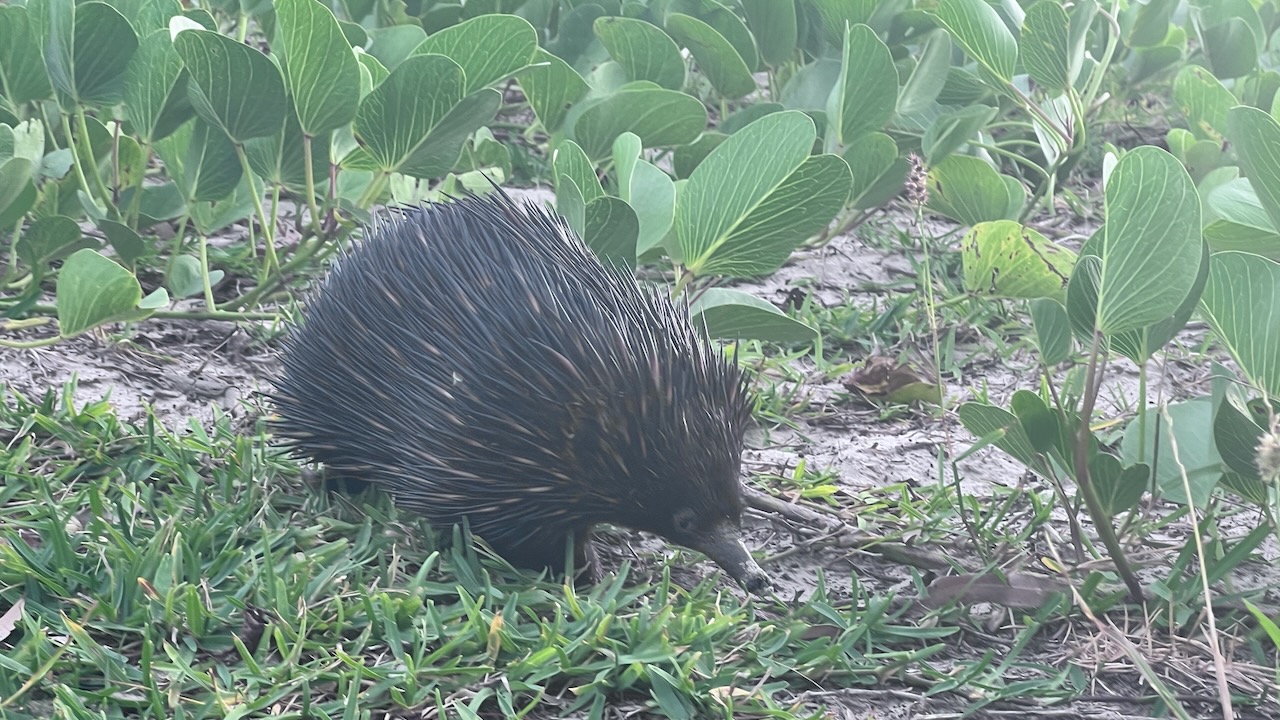 There's a few that wander around the place