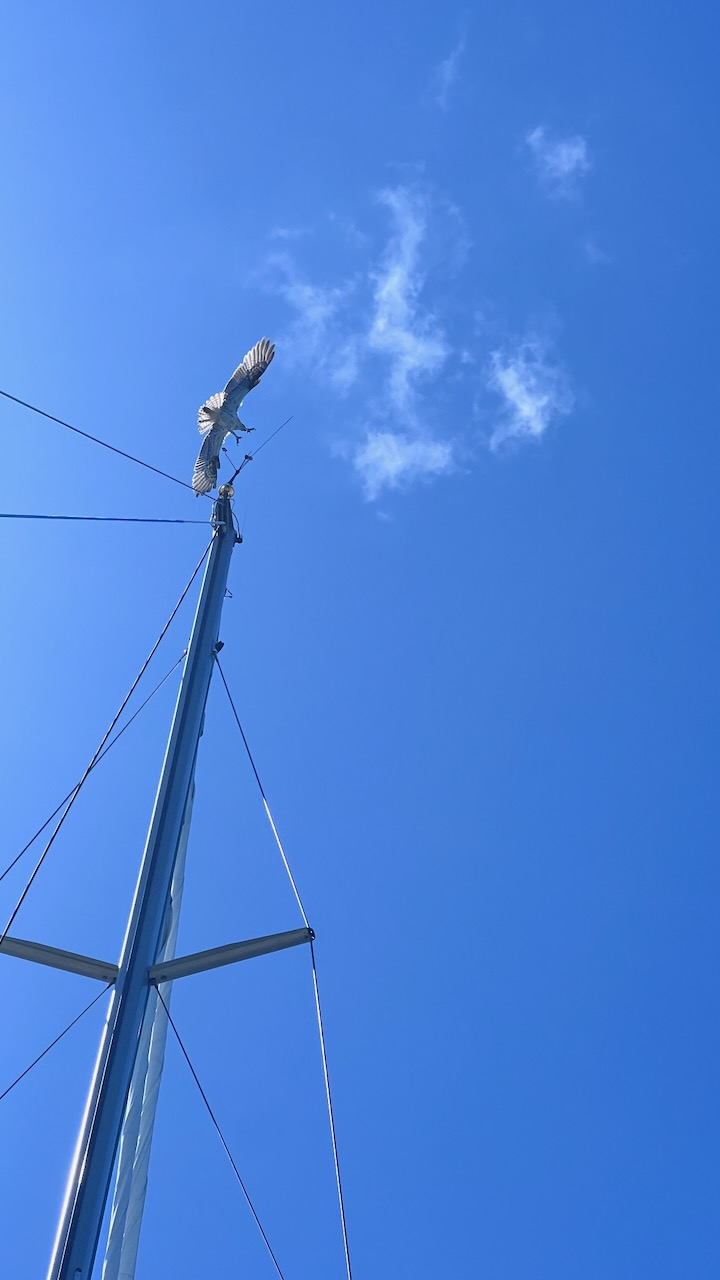 They both tried a mast top landing...