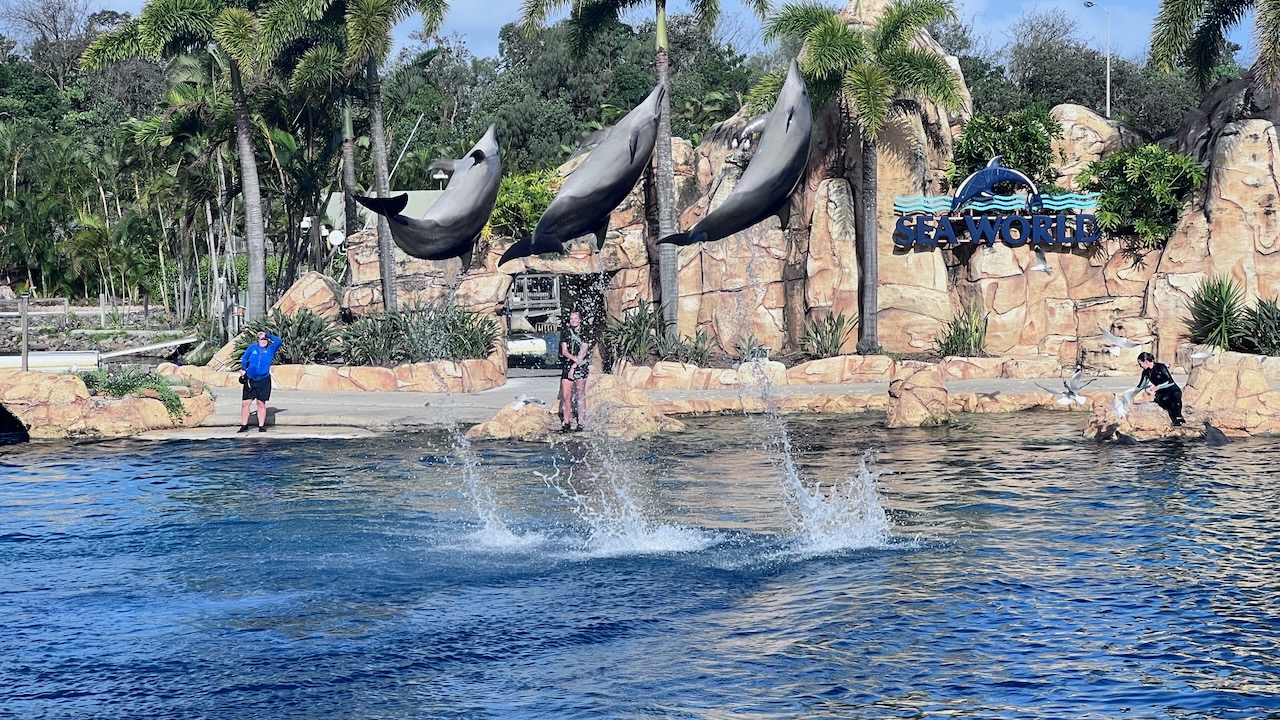 Dolphin show was great
