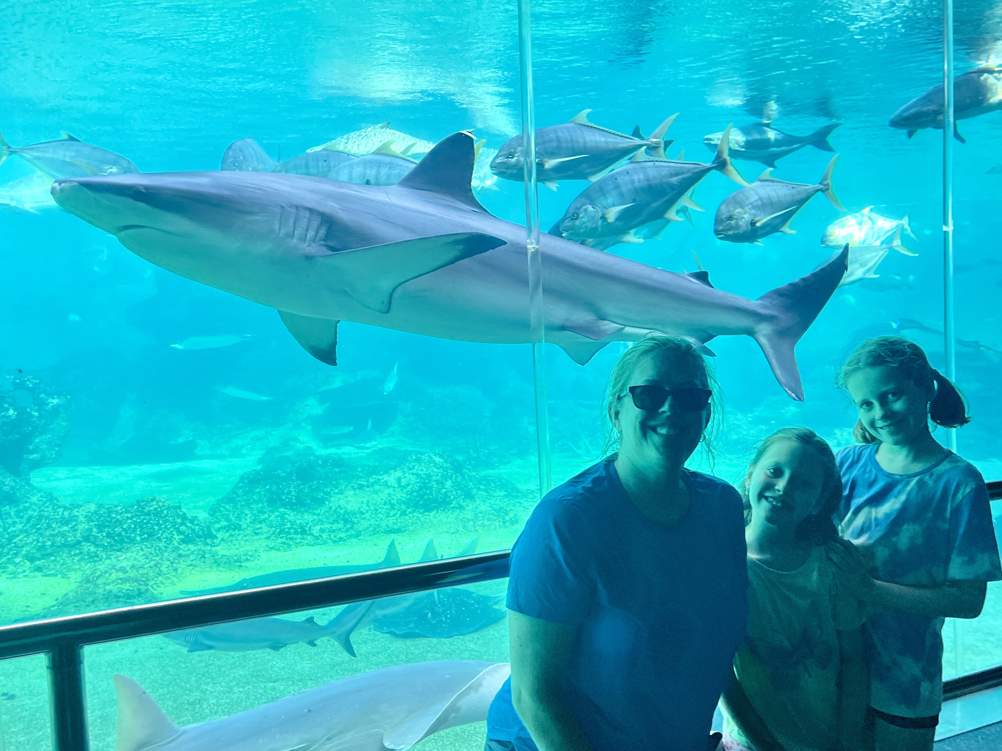 It took a few attempts to line up the shark