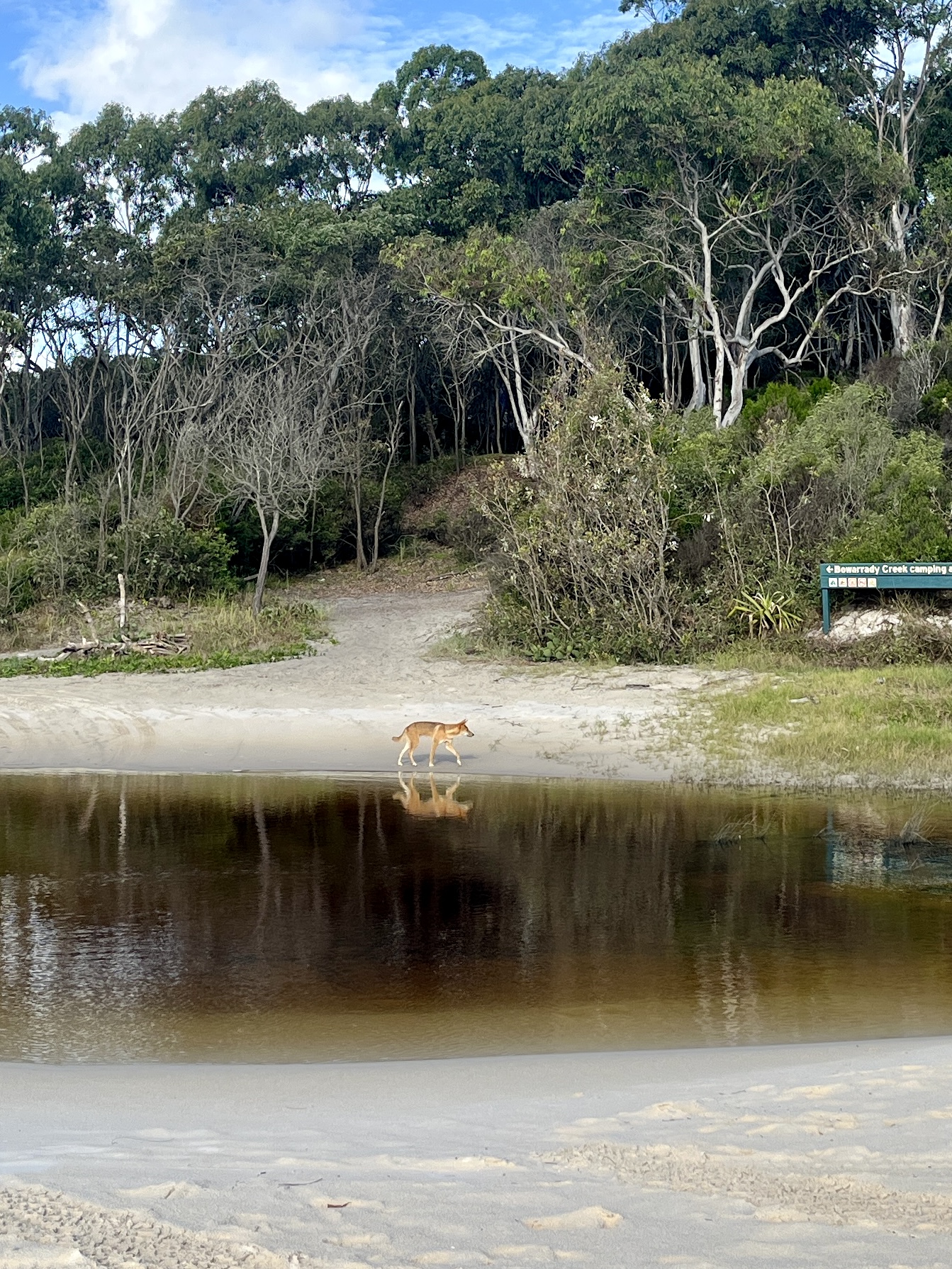 The dingo spent a lot of time in the area, around the campers and us