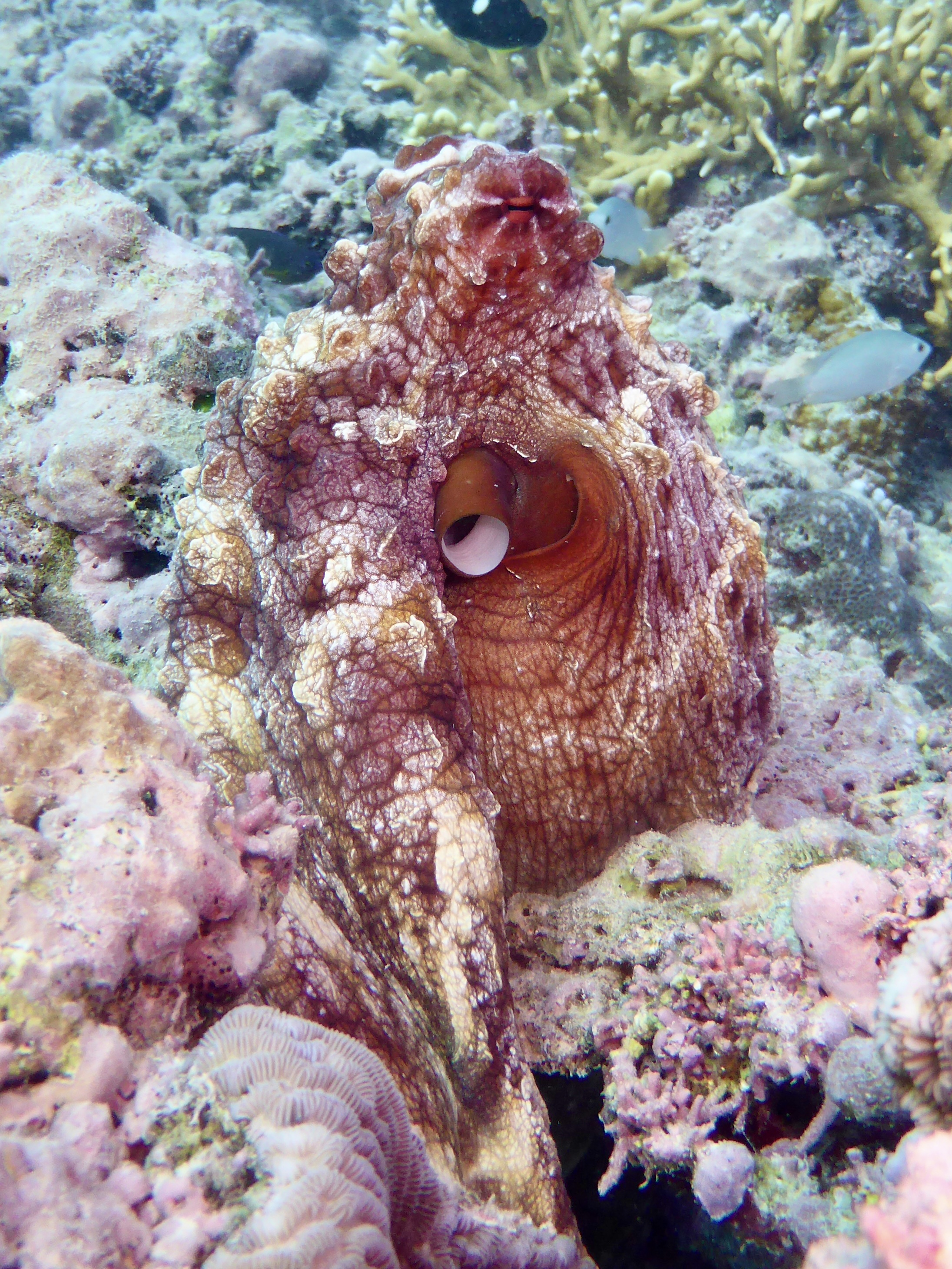 Octopus are always fun to find