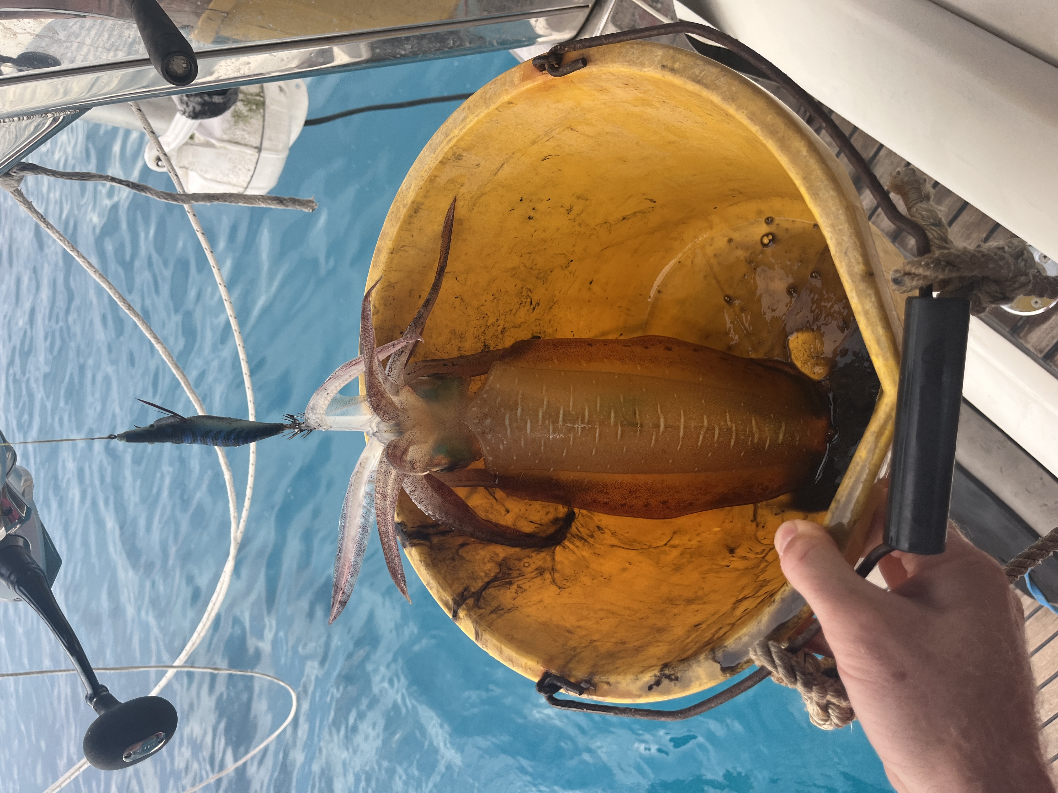 Nom nom nom.. that is a large bucket.. the squid was massive