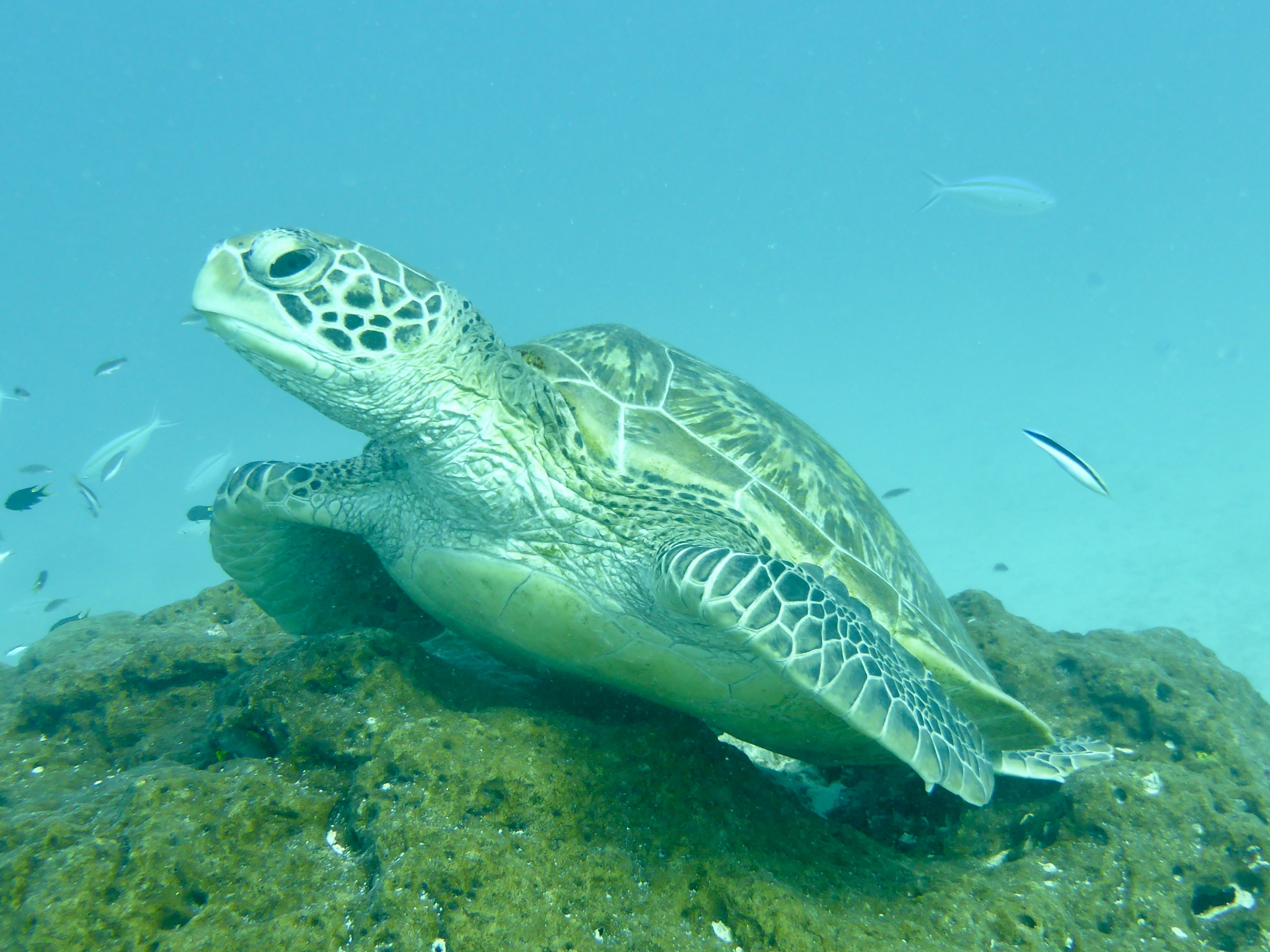 There were a lot of photos of turtles to choose from ;)