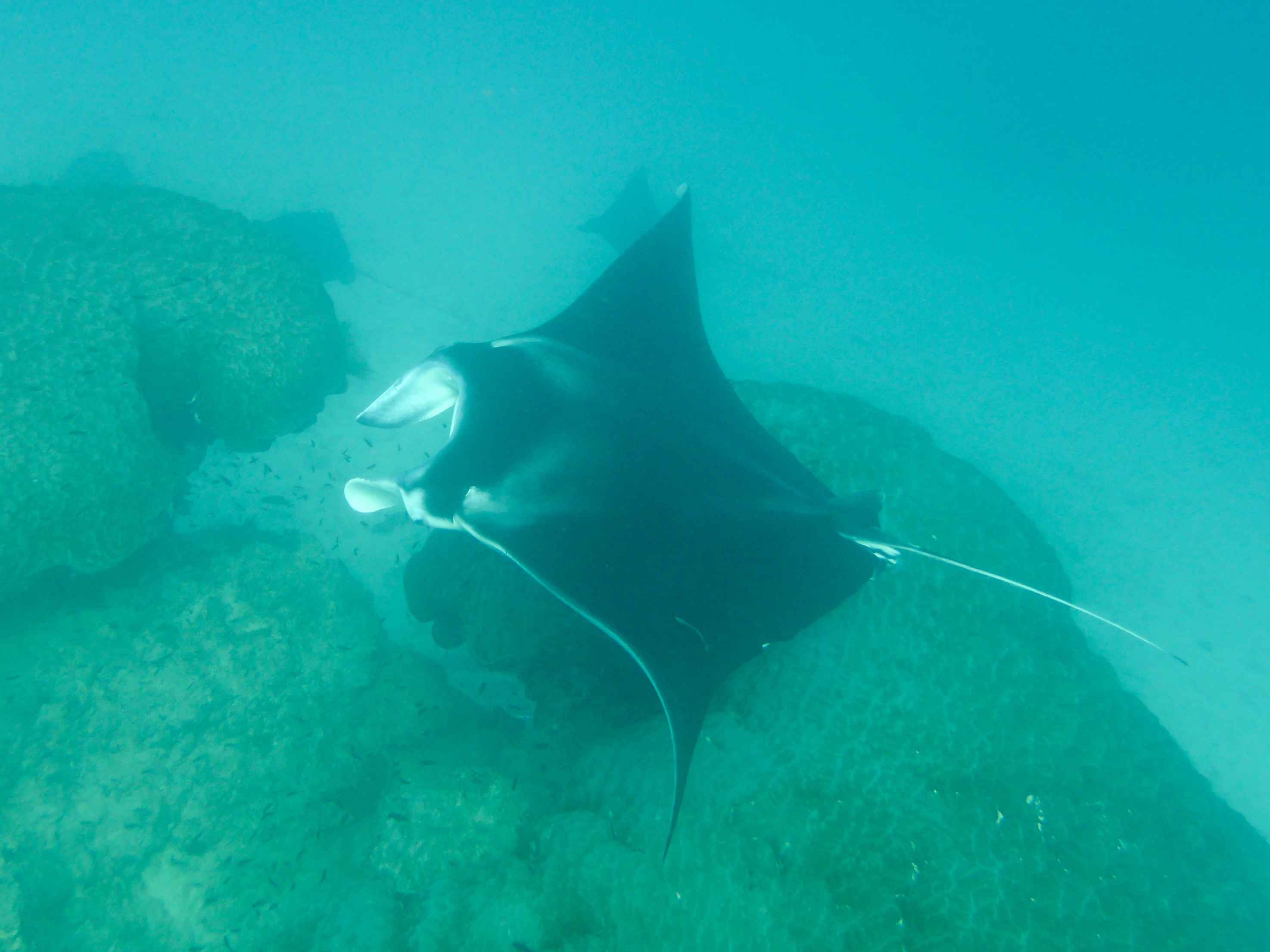 Manta on one of the Heron Bommies